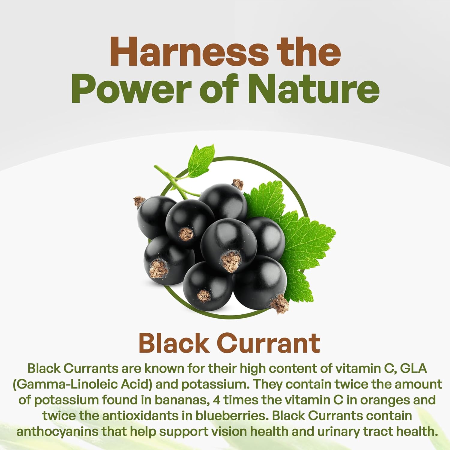 Organic Black Currant Powder 1lb - High Antioxidant Ribes Nigrum Supplement with Anthocyanin