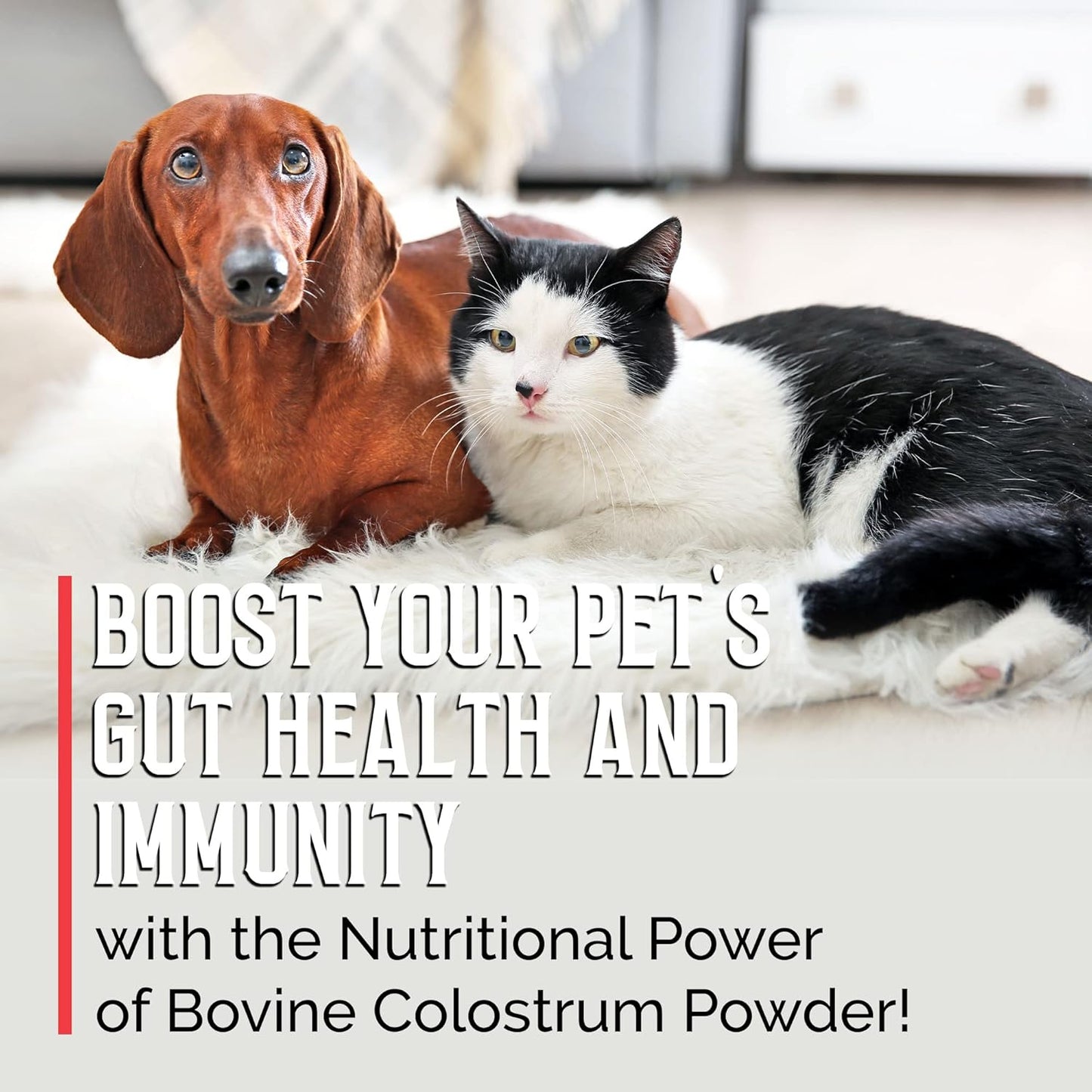 Organic BodyBoost Bovine Colostrum Powder for Dogs and Cats - Immune Support Supplement for Allergy Relief, Itch Relief, and Gut Health - Grass Fed, All Ages - 8 oz