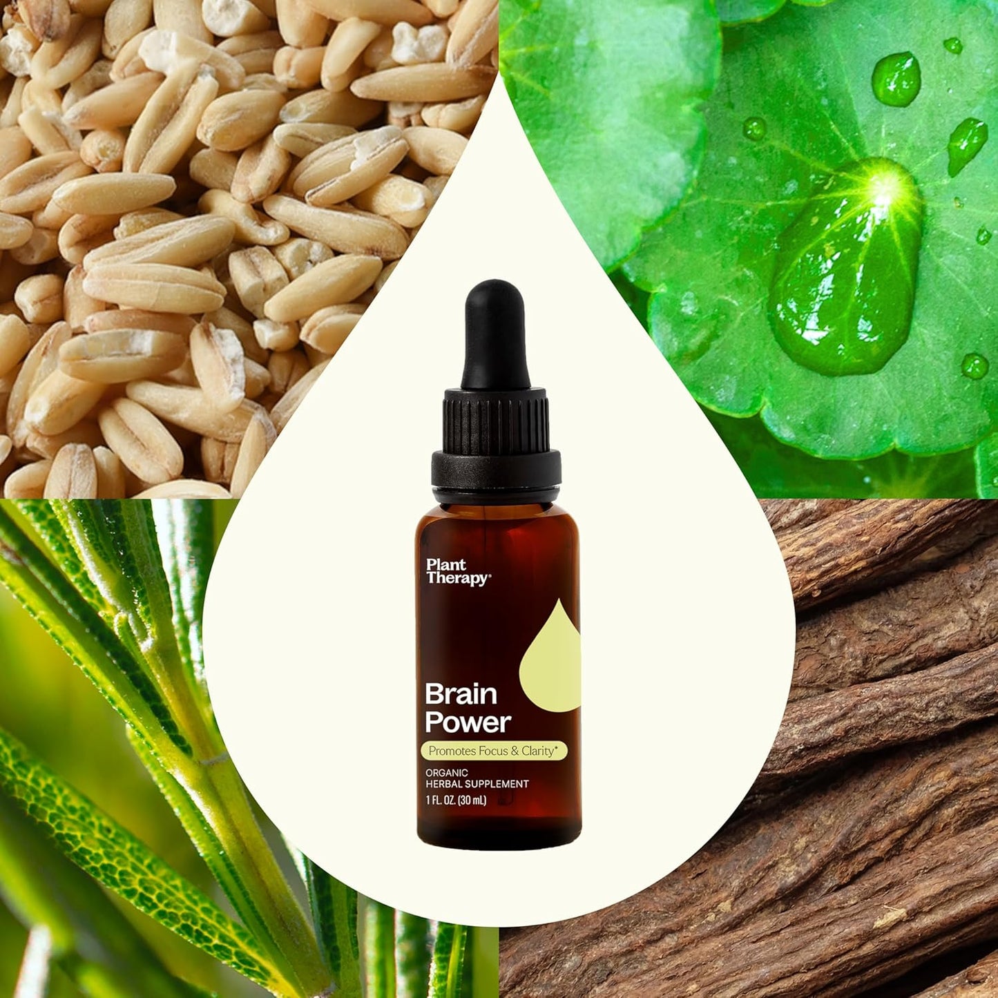 Organic Brain Power Tincture 30 mL - Boosts Brain Focus, Clarity & Memory - Plant Therapy Brain Boost Supplement