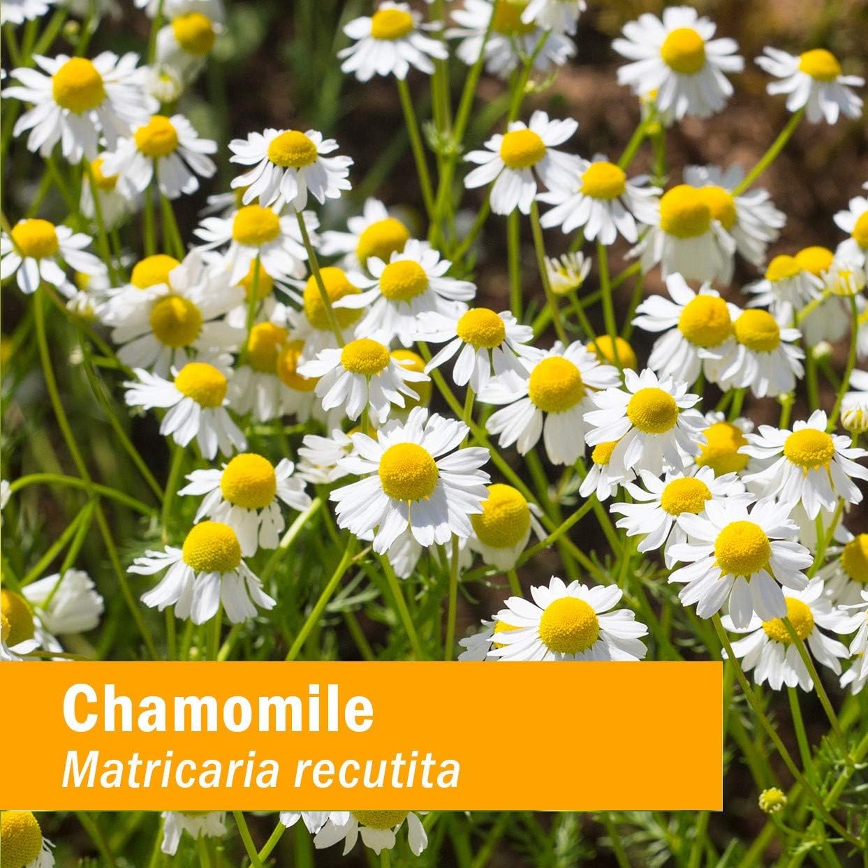 Organic Chamomile Liquid Extract for Calming Nervous System Support - 4 oz by Herb Pharm