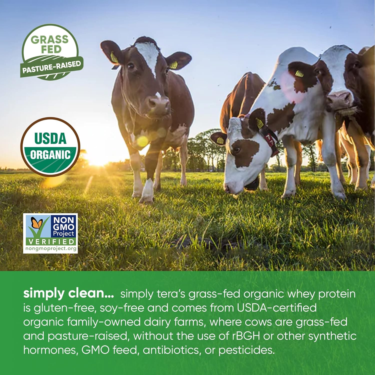 Organic Dark Chocolate Whey Protein by simply tera - 12oz