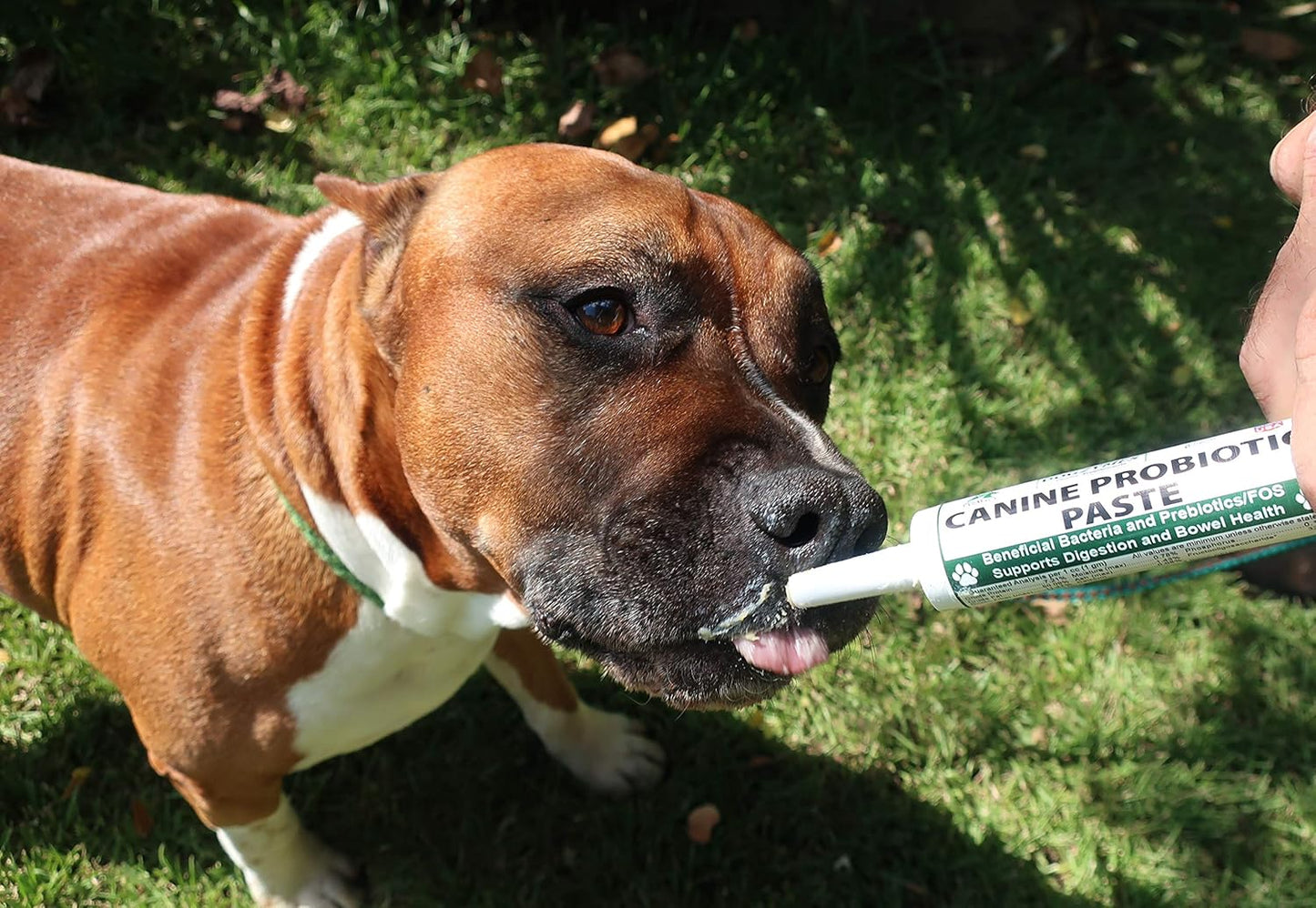 Organic Dogzymes Canine Probiotic Paste with Beneficial Bacteria and Enzymes - 2.3 Billion CFU/gm Saccharomyces boulardii - Dried Honey Powder - 30 Grams