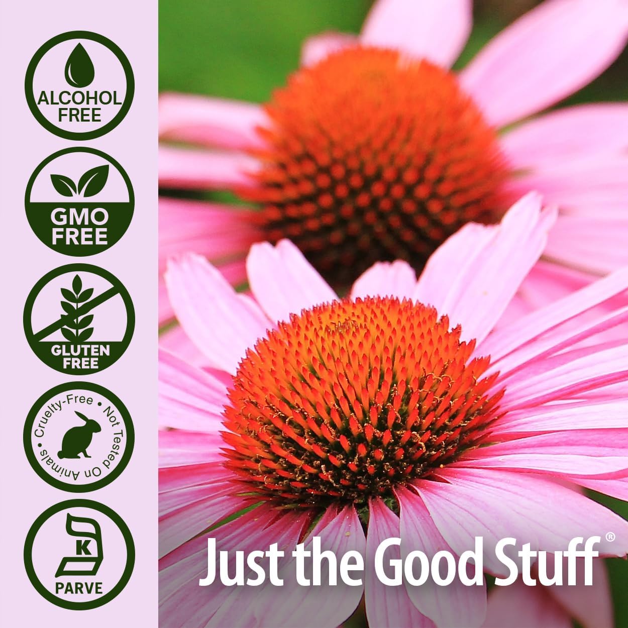 Organic Echinacea Extract for Immune Support | Vegan, Gluten-Free, Non-GMO | 2oz Bottle