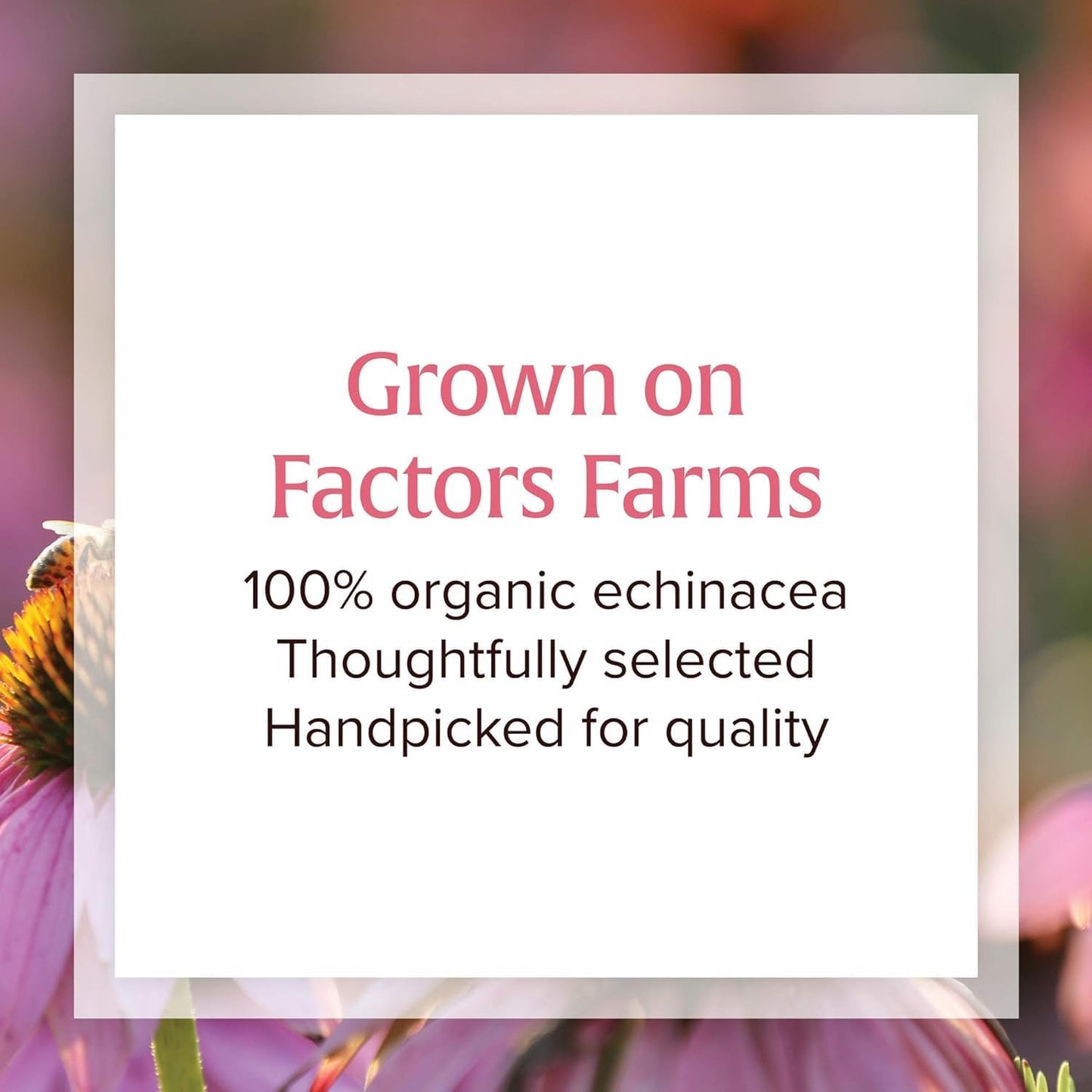 Organic Echinacea Supplement for Immune Support - Natural Factors Anti-V Liquid Formula, Non-GMO, 3.4 oz