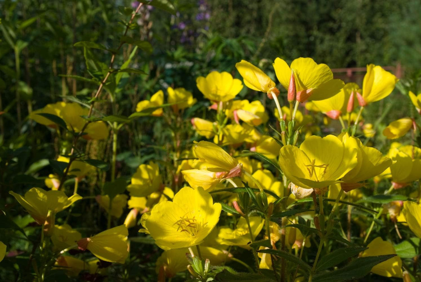 Organic Evening Primrose Seeds Powder | Oenothera biennis L | 50g Pack | Health Embassy