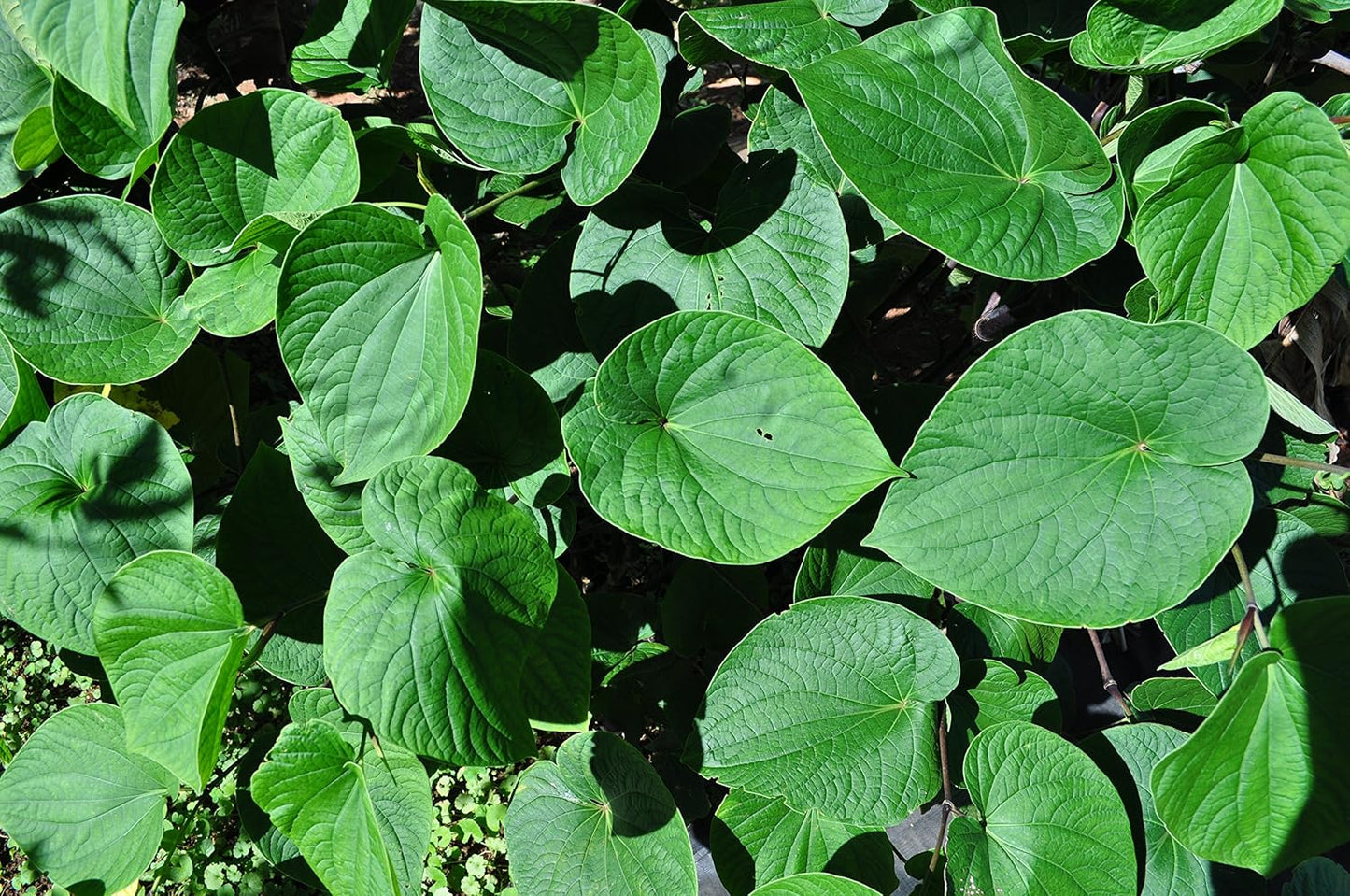 Organic Hawaiian Kava Powder - 8oz Maui Medicinal Herbs