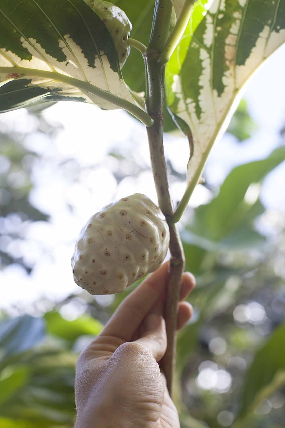 Organic Kona Noni Capsules with Maui Medicinal Herbs - 90 Vcaps, 400mg per Capsule