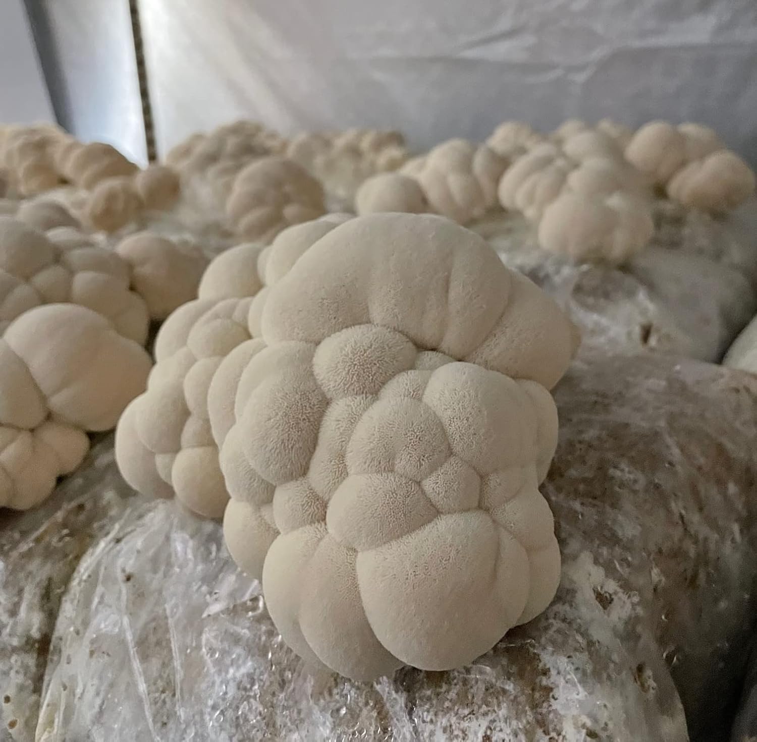 Organic Lion’s Mane and Cordyceps Tincture | Grown on USA Farm | Dual Extract | Extra-Concentrated (4 fl oz)