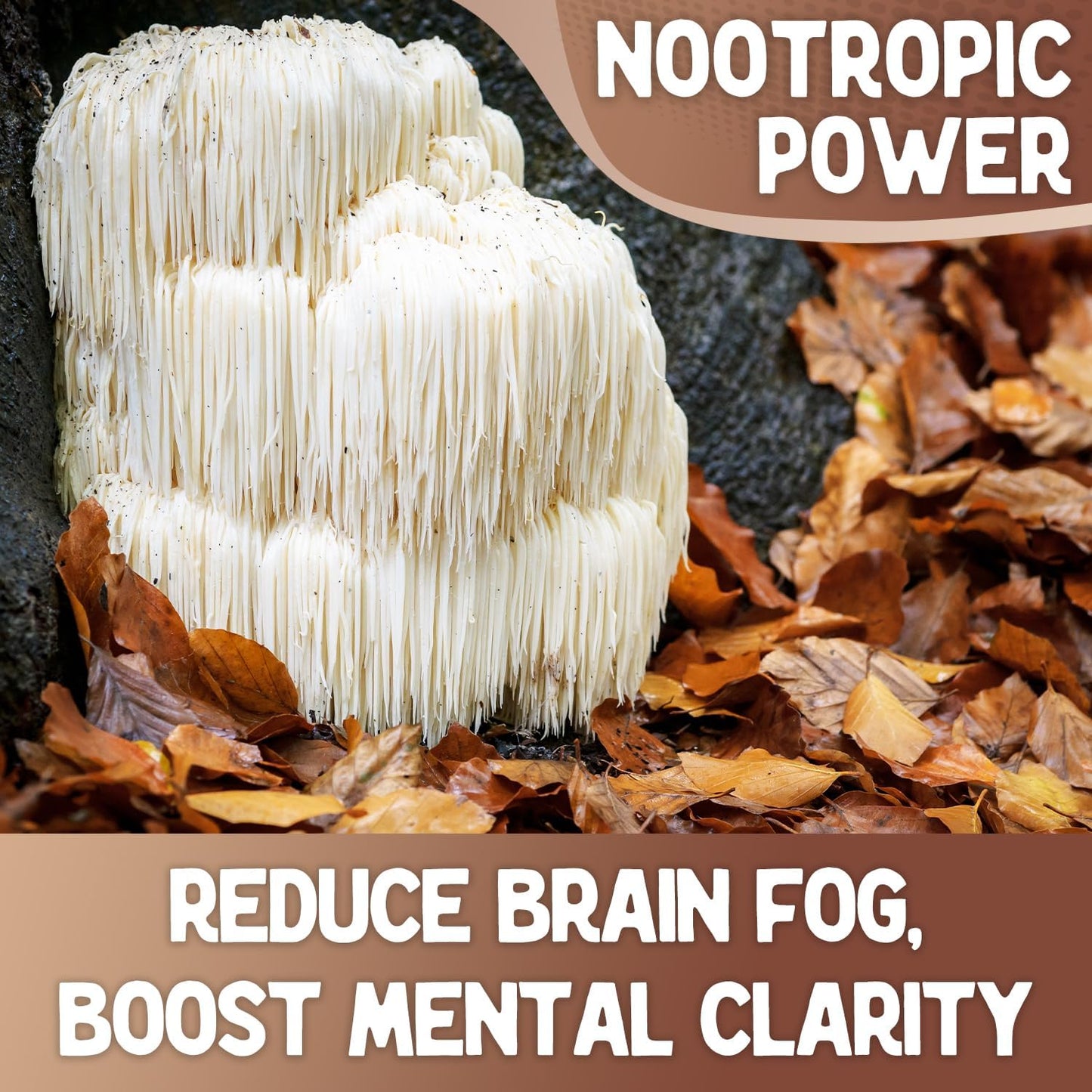Organic Lion's Mane Mushroom Powder for Mental Clarity, Cognition, and Immunity - Vegan-Friendly - 16 oz - BoostGo Australia