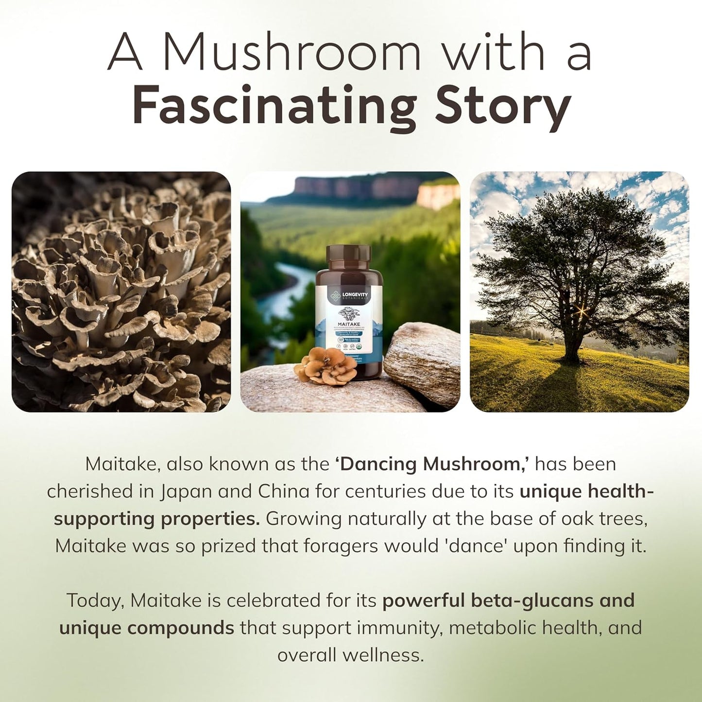 Organic Maitake Mushroom Capsules - Ultra Concentrated Supplement for Balanced Immune System - 100% Fruiting Body - 120 Capsules