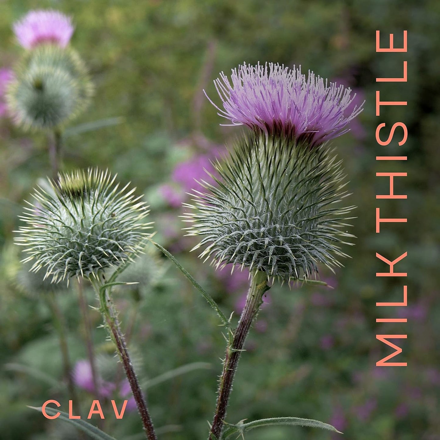 Organic Milk Thistle & Artichoke Extract Complex Capsules for Liver Support & Detox - 120 ct - Vegan - Made in Germany