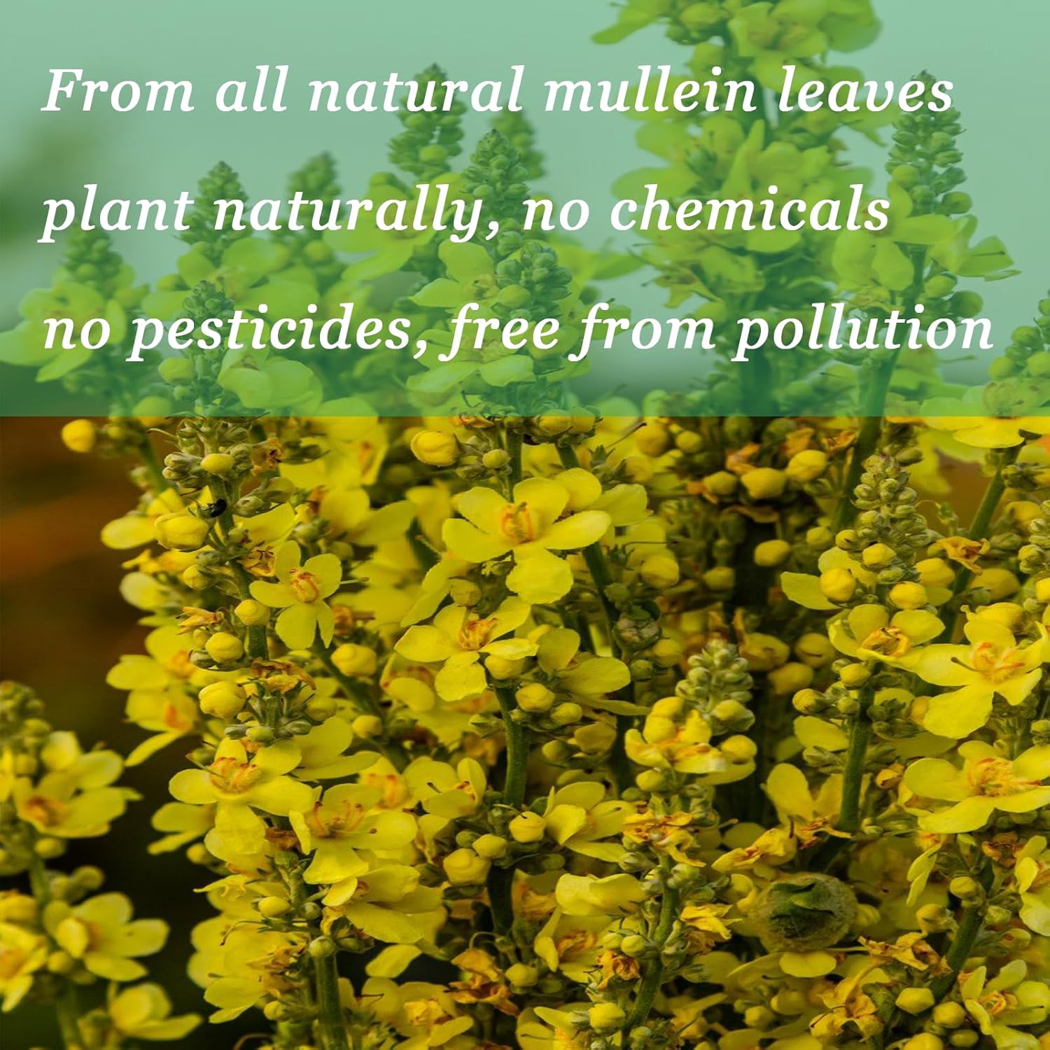 Organic Mullein Leaf Drops with Chlorophyll, Vitamin C & Cinnamon for Immune & Respiratory Support