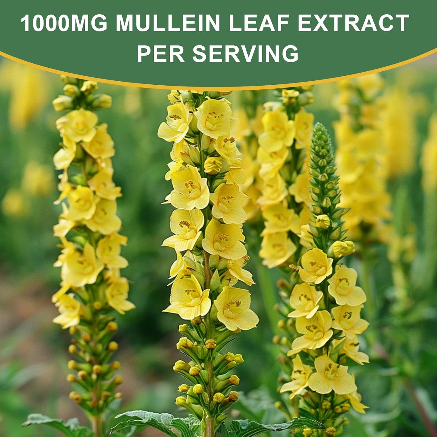 Organic Mullein Leaf Drops with Quercetin & Elderberry for Lung & Immune Support - 1000MG Extract - Non-GMO, Vegan - 2 Fl Oz