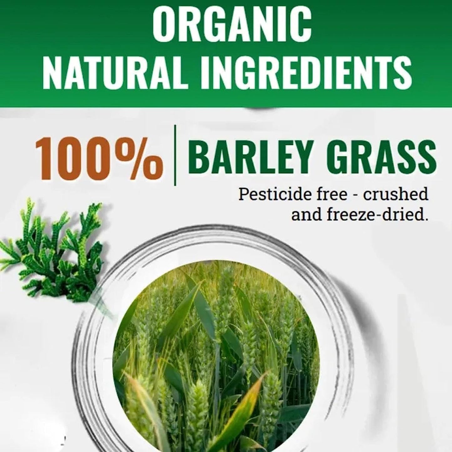 Organic Naveta Barley Grass Powder - 100% Pure, Good for Health - 1 Bag