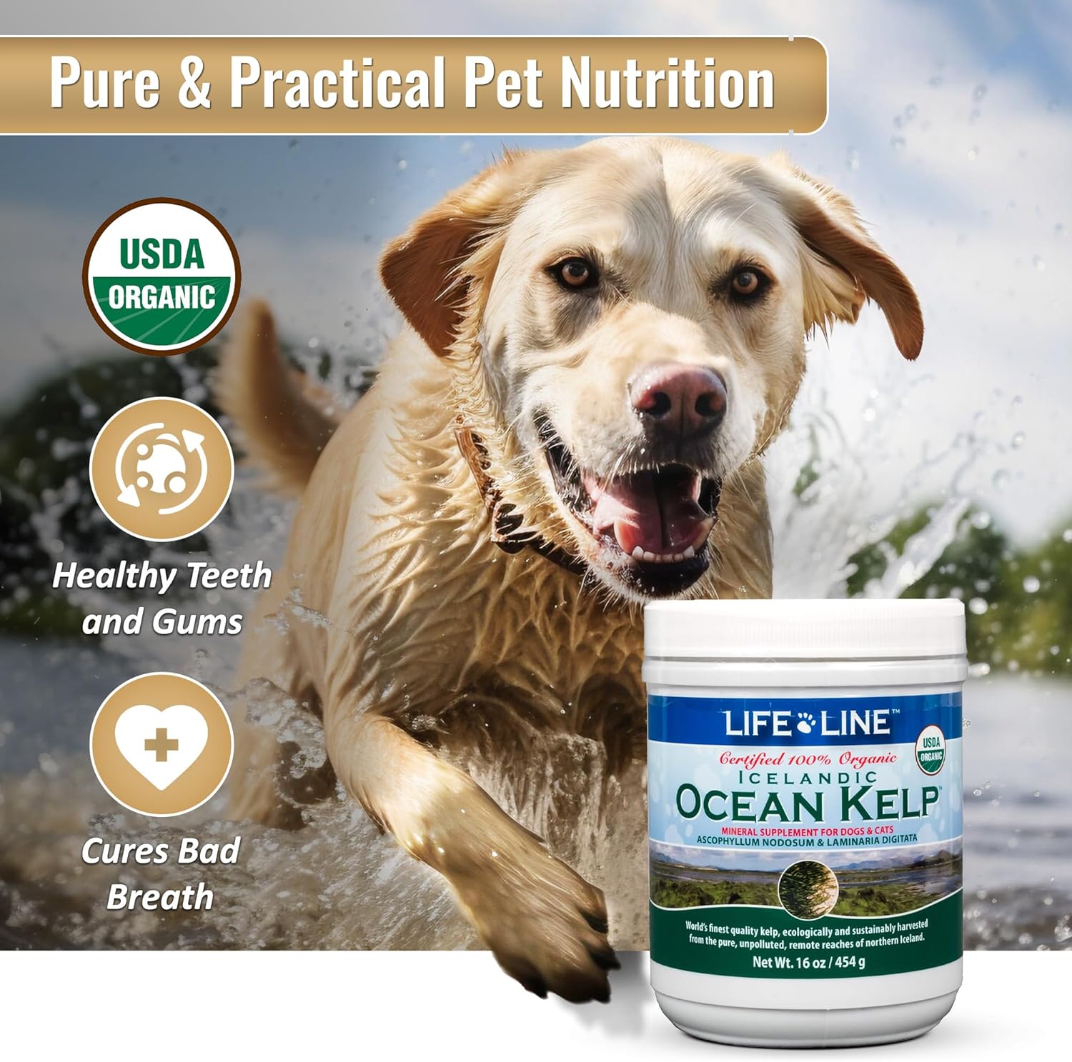 Organic Ocean Kelp 16 oz Canister for Pet Nutrition by Life Line