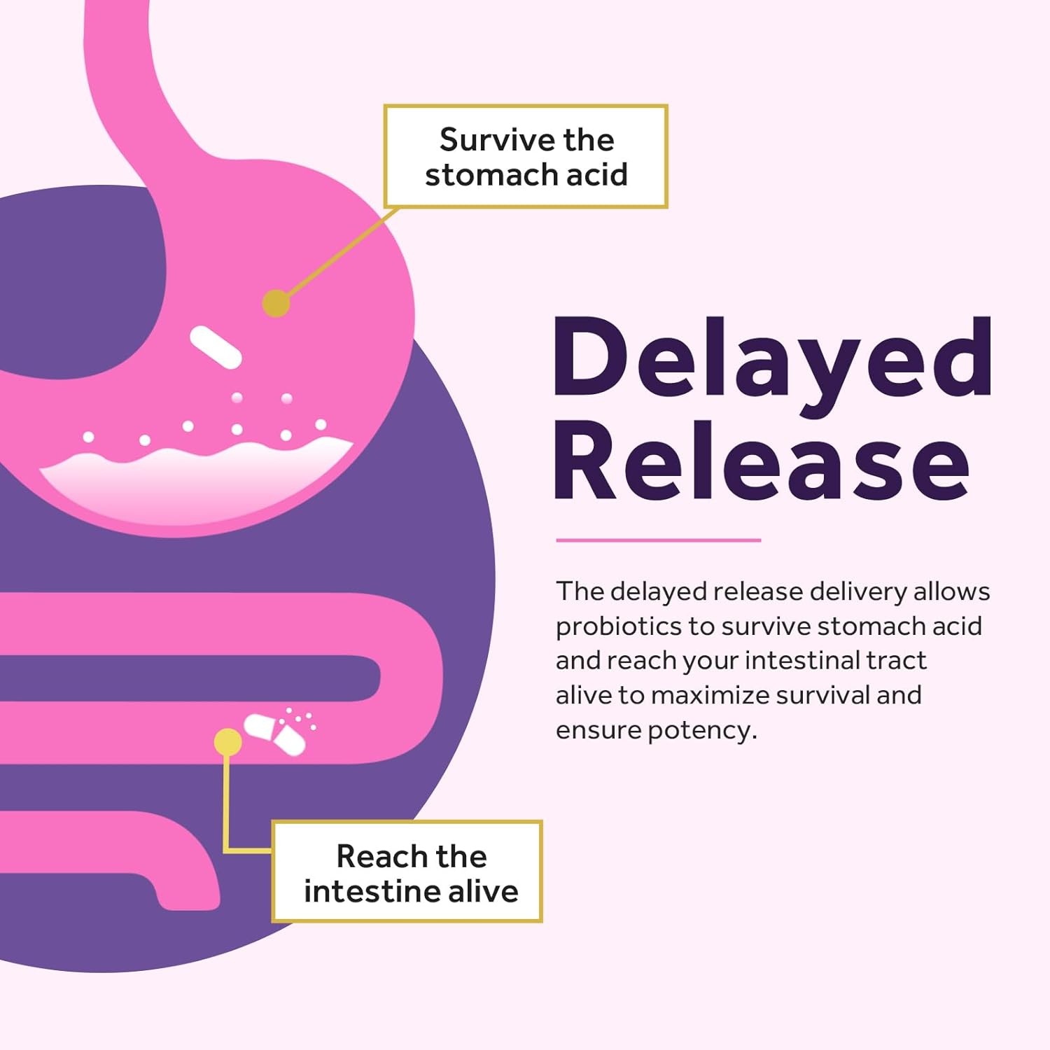 Organic Prebiotic Cranberry Probiotics for Women - 50 Billion CFU, 16 Strains - 120 Capsules x2 - Shelf Stable, Delayed Release - 60 Day Supply