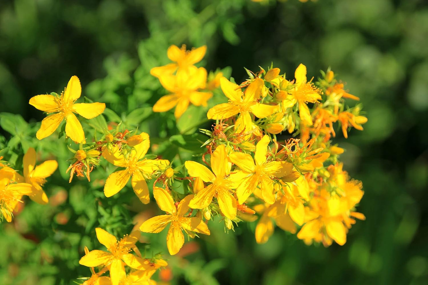 Organic Saint John's Wort Plant in 2.5 inch Pot - Live Hypericum Perforatum from Smoke Camp Crafts
