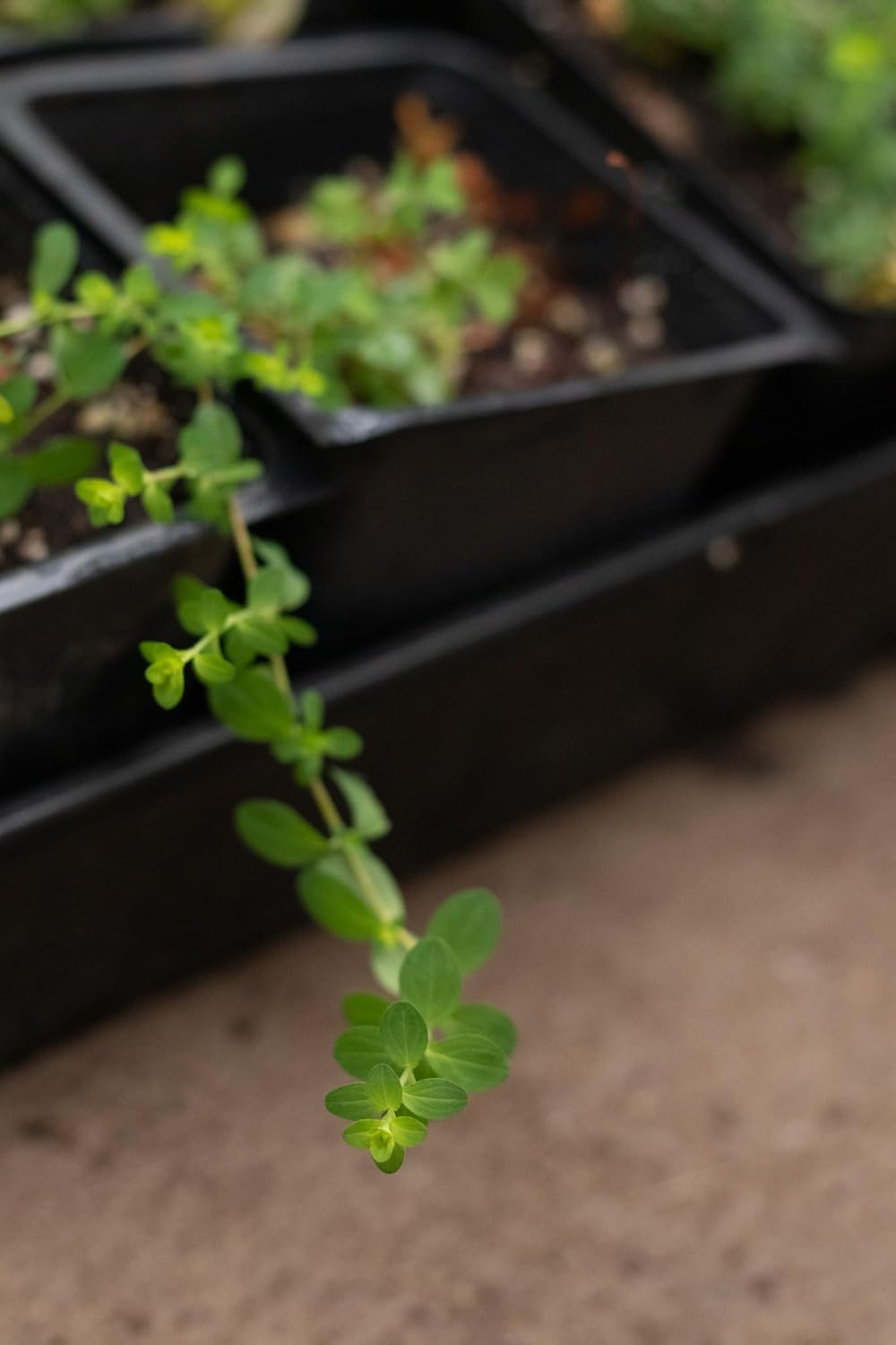 Organic Saint John's Wort Plant in 2.5 inch Pot - Live Hypericum Perforatum from Smoke Camp Crafts