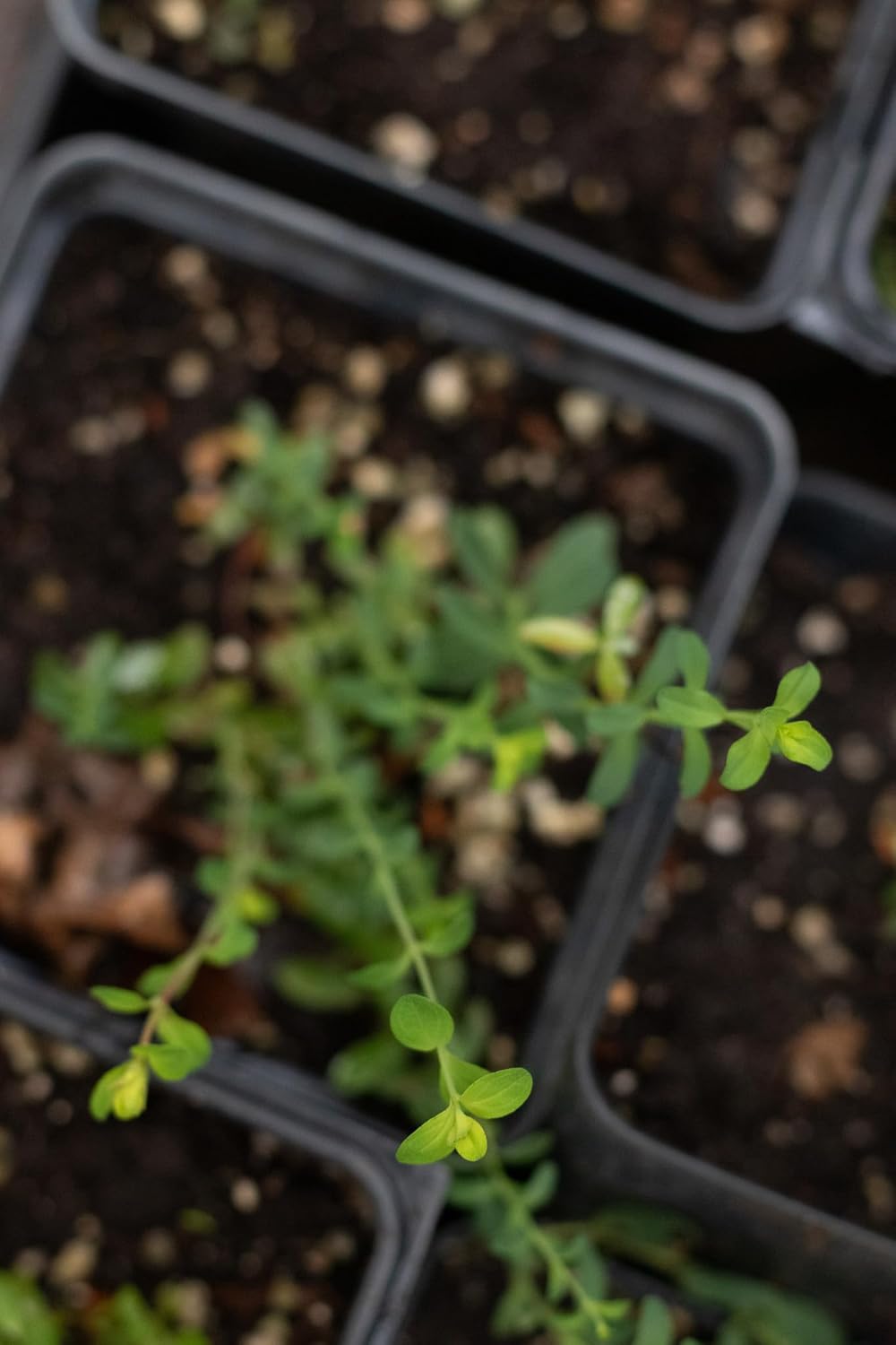 Organic Saint John's Wort Plant in 2.5 inch Pot - Live Hypericum Perforatum from Smoke Camp Crafts