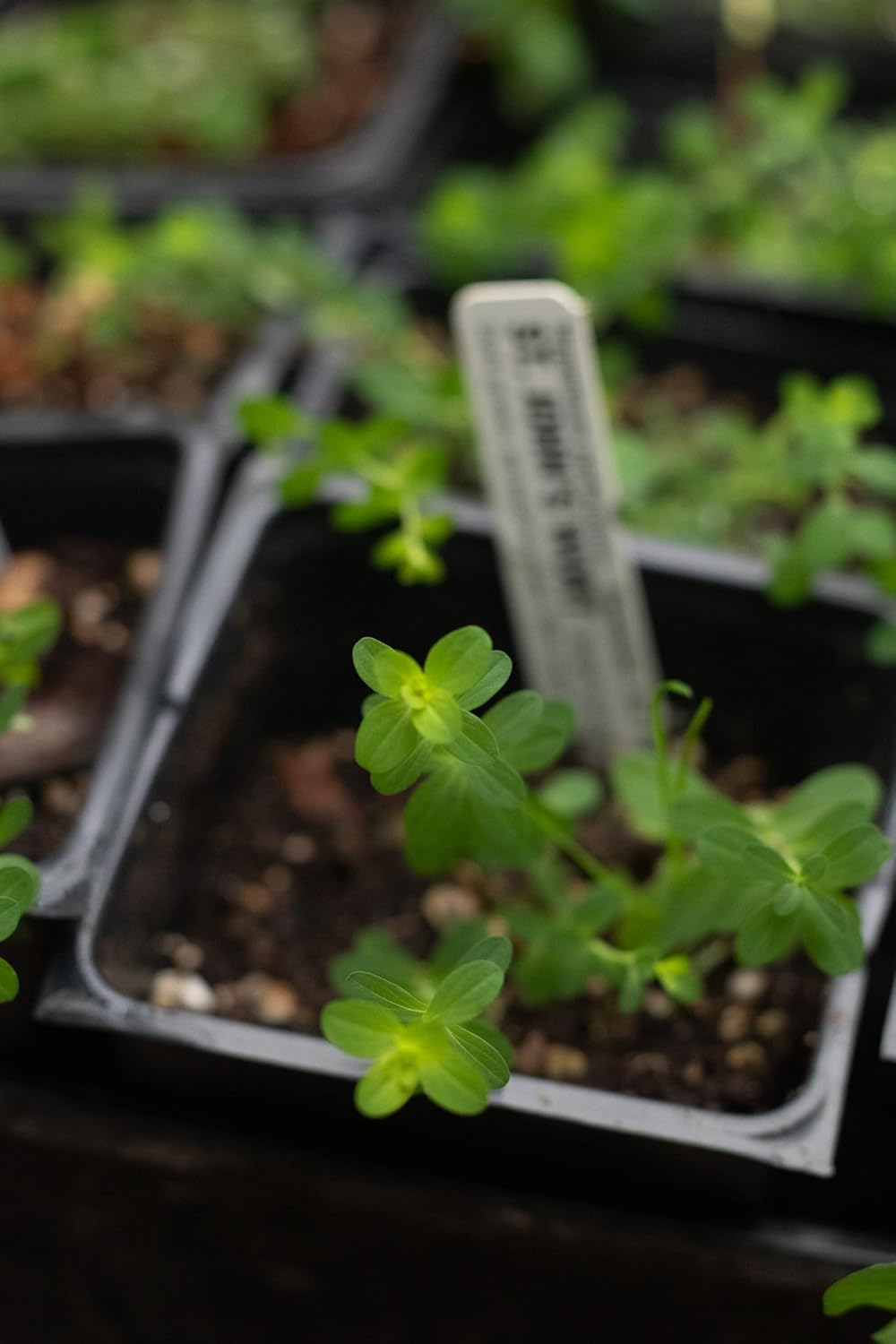 Organic Saint John's Wort Plant in 2.5 inch Pot - Live Hypericum Perforatum from Smoke Camp Crafts