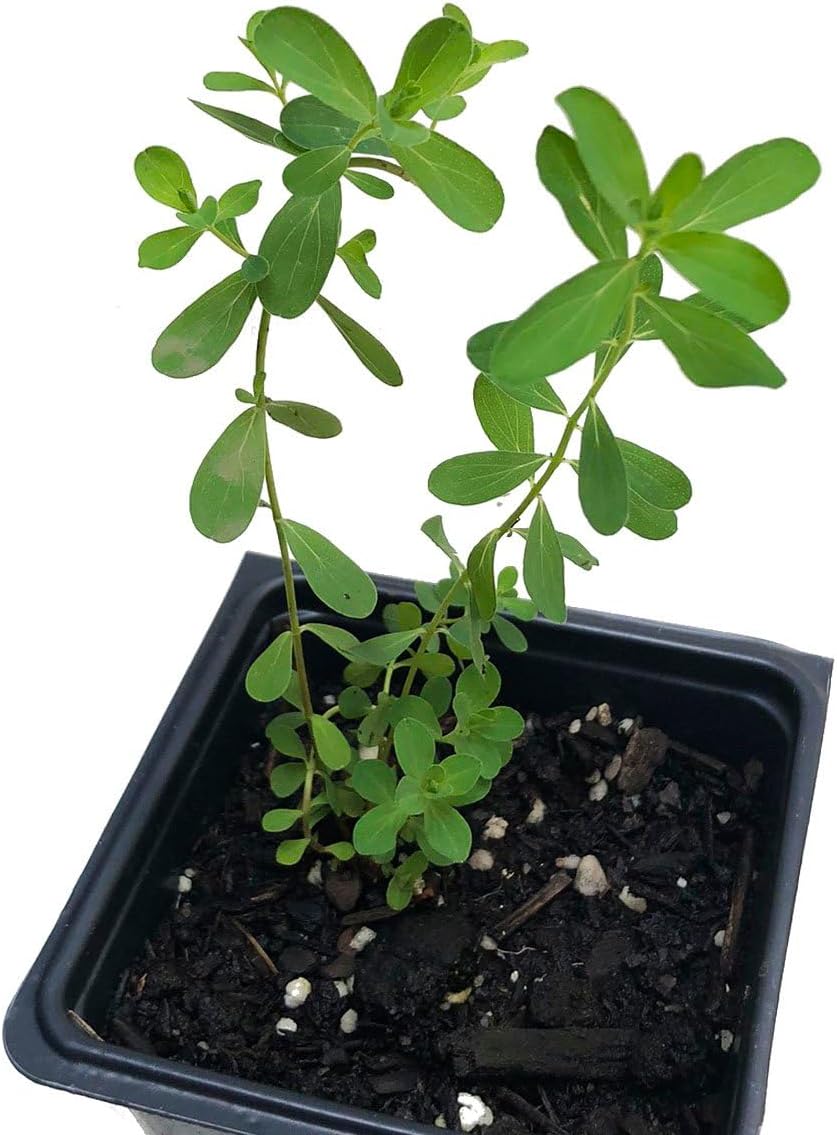 Organic Saint John's Wort Plant in 2.5 inch Pot - Live Hypericum Perforatum from Smoke Camp Crafts