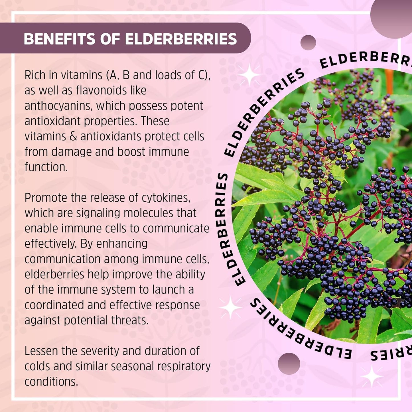 Organic Seattle Elderberry Immune Booster Tincture - Vegan & Gluten-Free Herbal Supplement - Small Batch Made in USA - 2oz