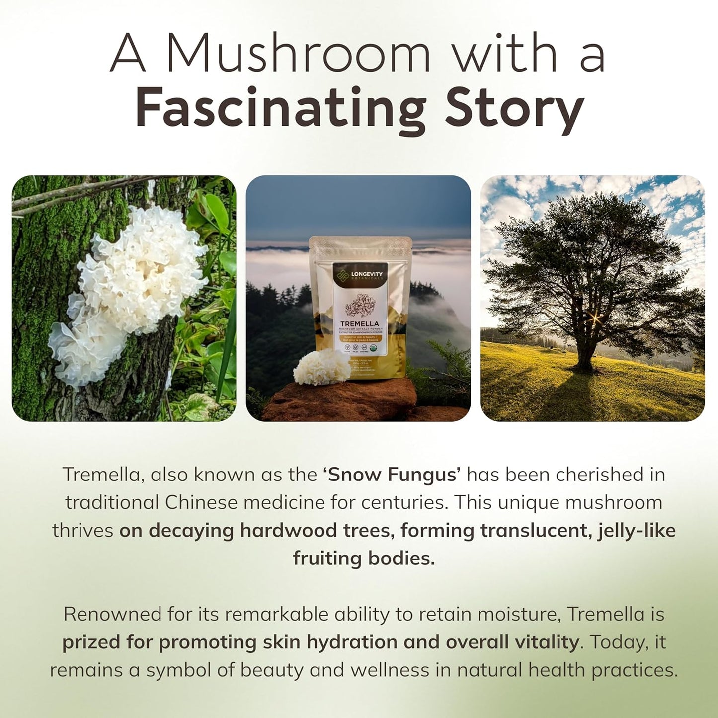 Organic Tremella Mushroom Powder for Healthy Skin & Memory - Ultra Concentrated Supplement - 100% Fruiting Body - 100g