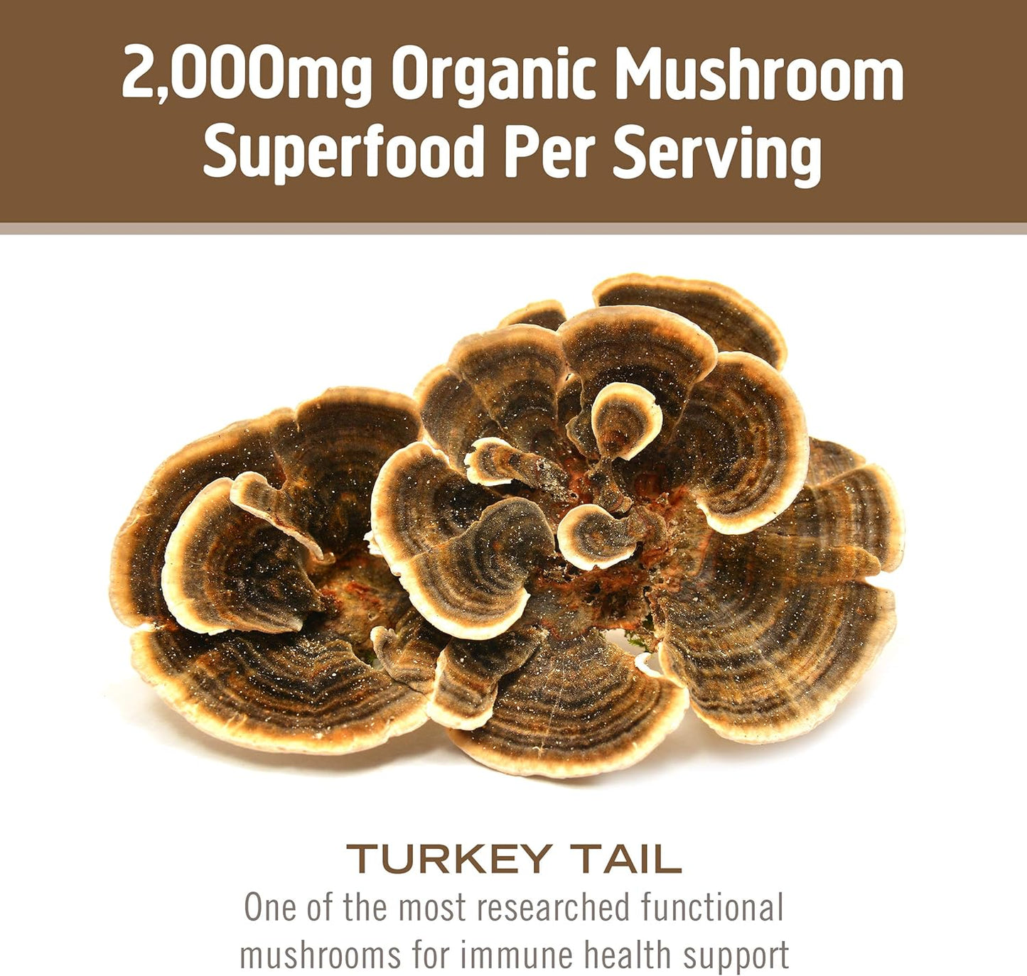 Organic Turkey Tail Mushroom Powder for Immune Support & Gut Health - 3.5oz, 50 Servings, Superfood Supplement