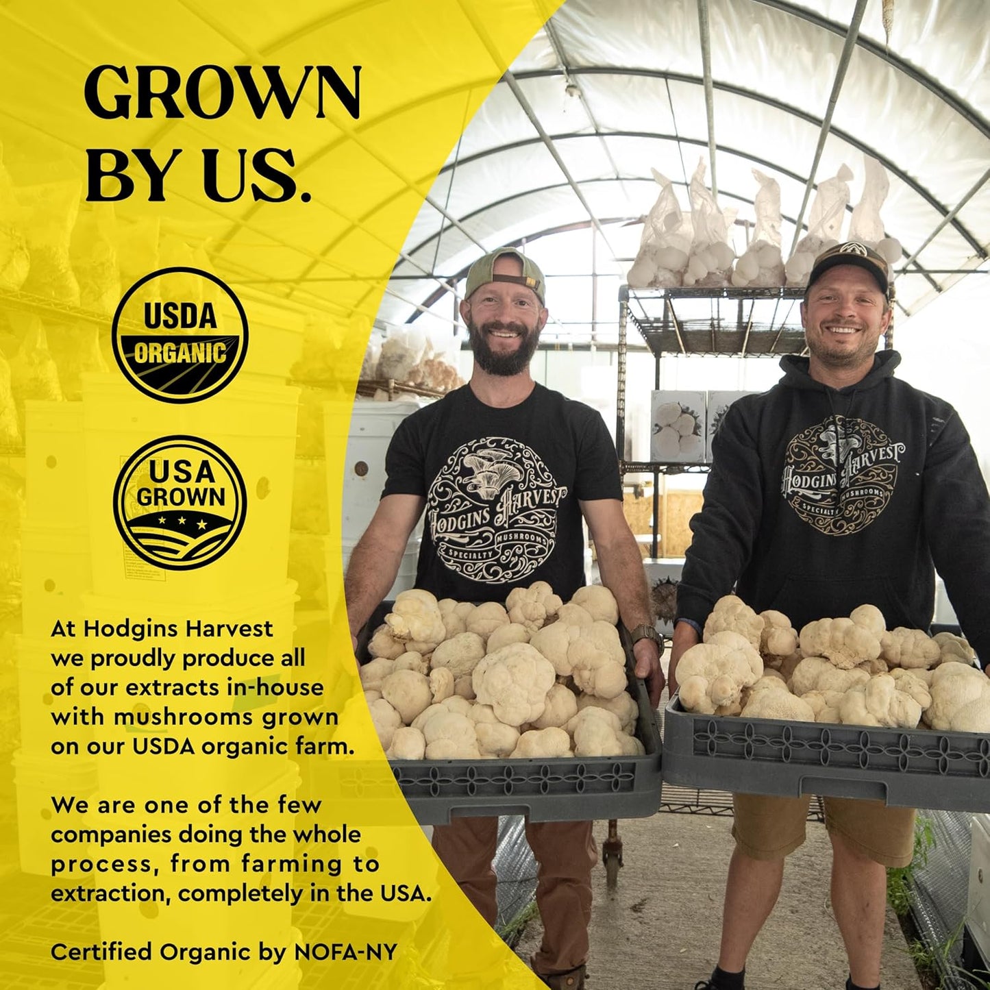 Organic Turkey Tail Mushroom Tincture | Grown on USA Farm | Dual Extract | Extra-Concentrated (2 fl oz)