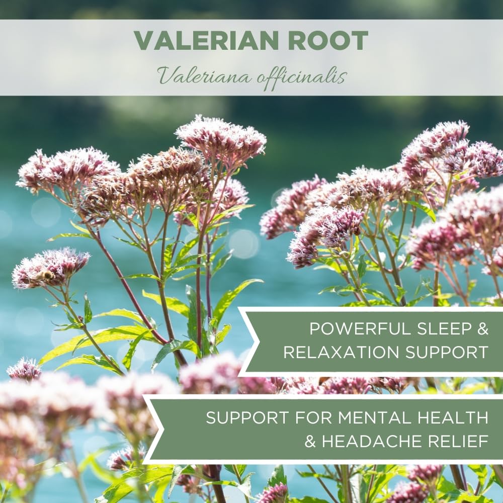 Organic Valerian Root Tea 4 oz (113g) - USDA Certified Whole Loose Leaf Herb for Sleep - Te De Valeriana Para Dormir by Elanen Naturals