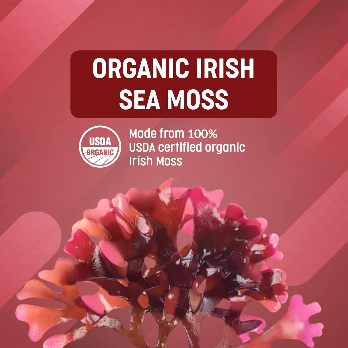 Organic Wild Irish Sea Moss Capsules with Sea Kelp for Thyroid Support & Hair Skin Nails - 100% Natural Superfood Supplement with Minerals & Amino Acids - 90 Kosher Capsules