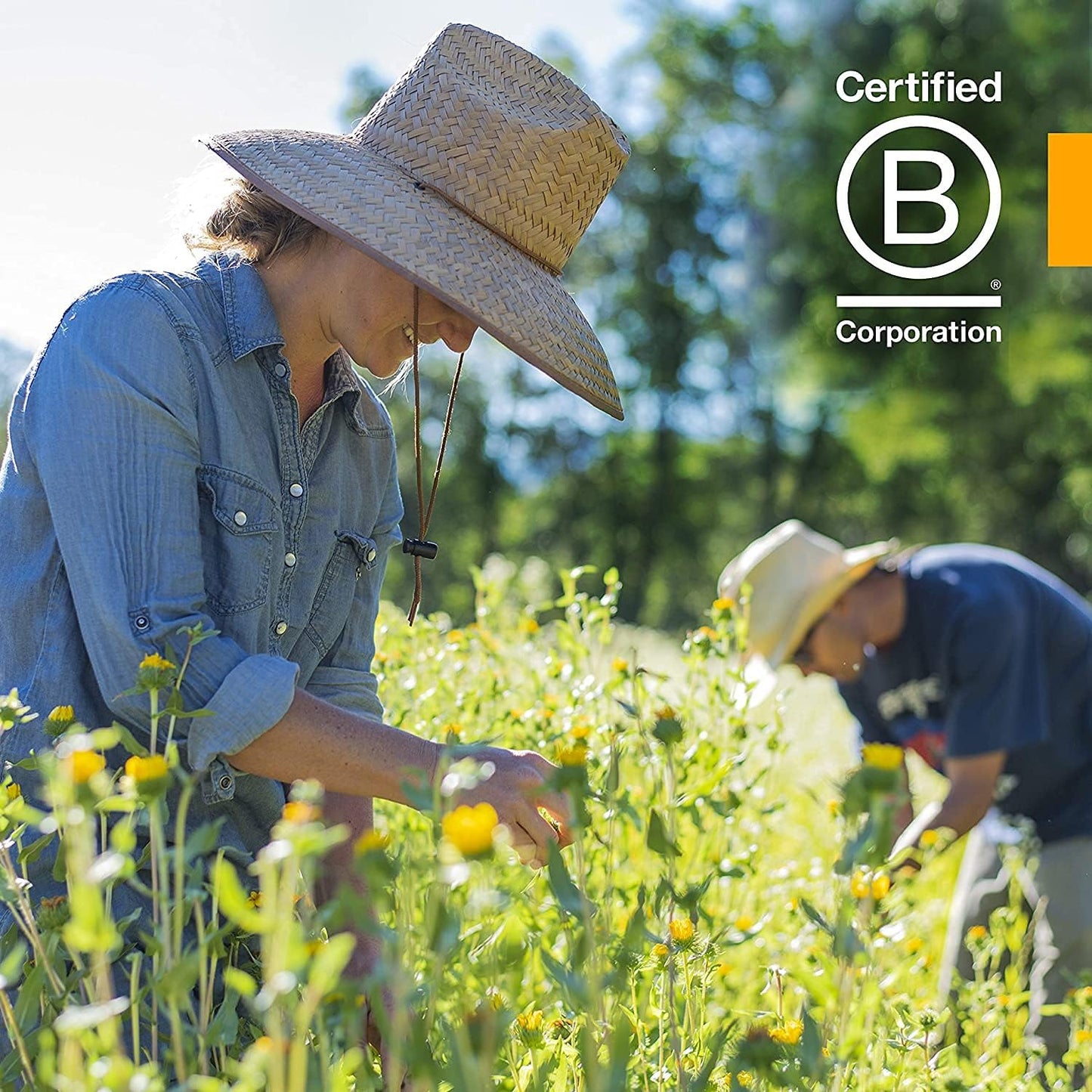 Pack of 2 Herb Pharm Milk Thistle Seed Liquid Extract - 1 Ounce Each for Liver Function Support