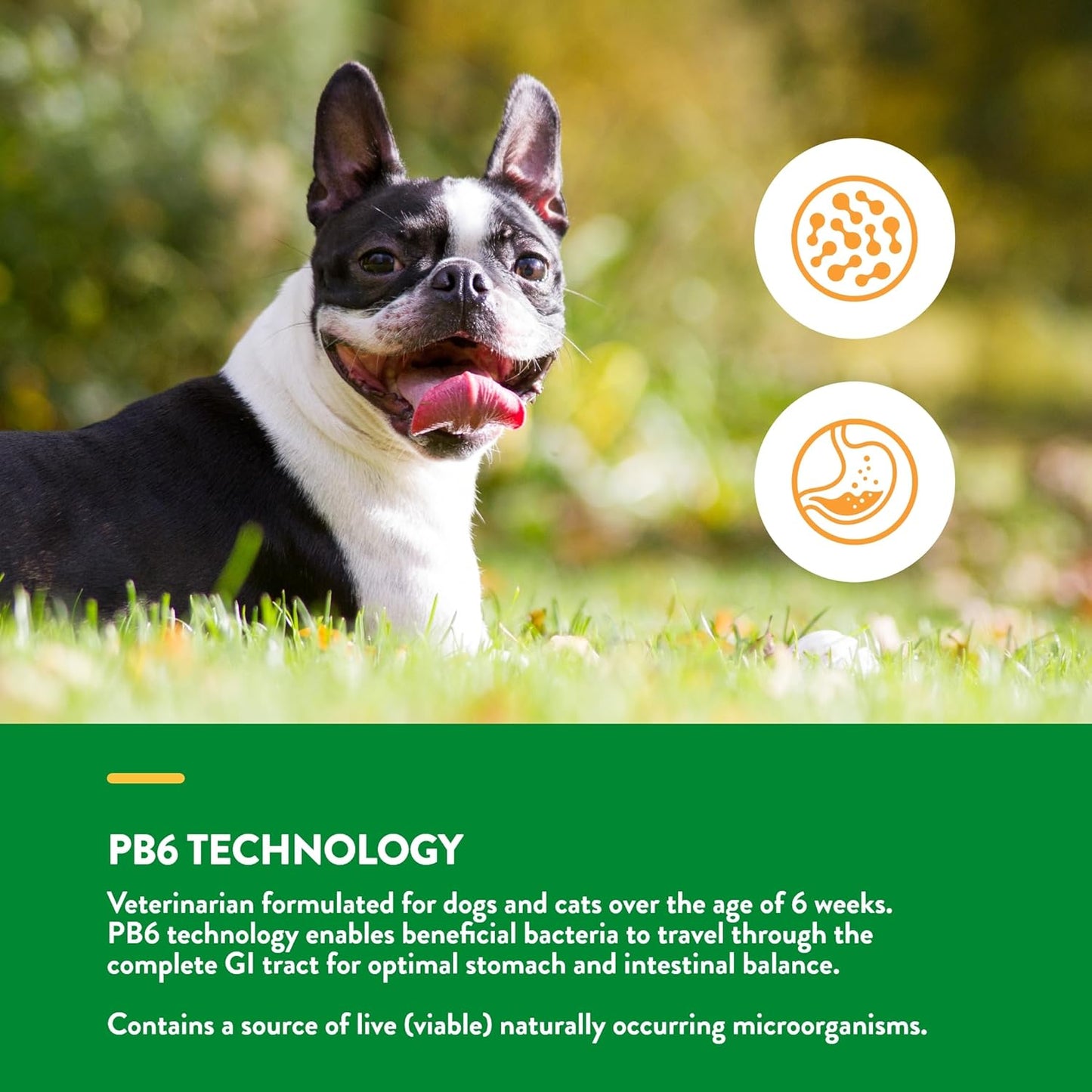 Pet Probiotic & Enzyme Supplement - Veterinarian Strength PB6 Probiotic Blend for Sensitive Stomachs in Dogs & Cats - 1 lb