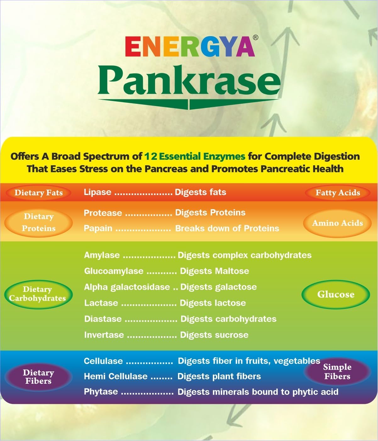 Physician Trusted Digestive Enzymes for Gas, Bloating & Nutrient Absorption with Hi-Tech Processing