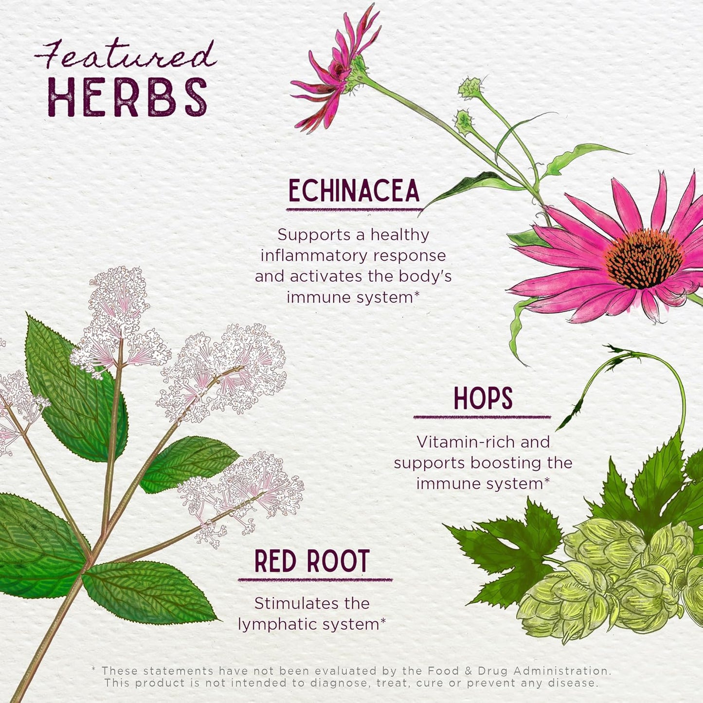 Plant-Based Immune Support Formula with Usnea, Hops, Echinacea & Goldenseal - 2oz