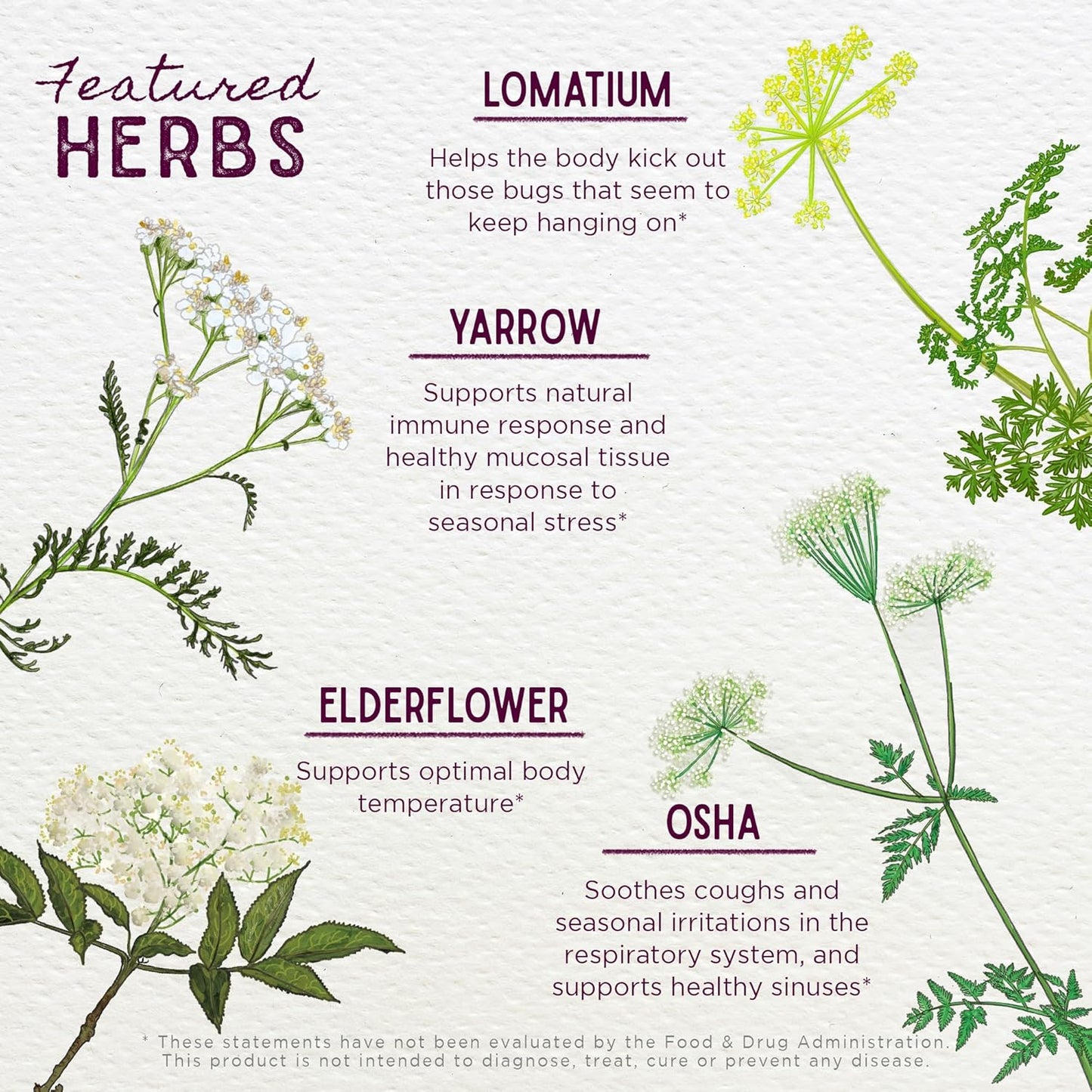 Plant-Based Rapid Immune Support & Respiratory Health with OSHA & Goldenseal - 4oz