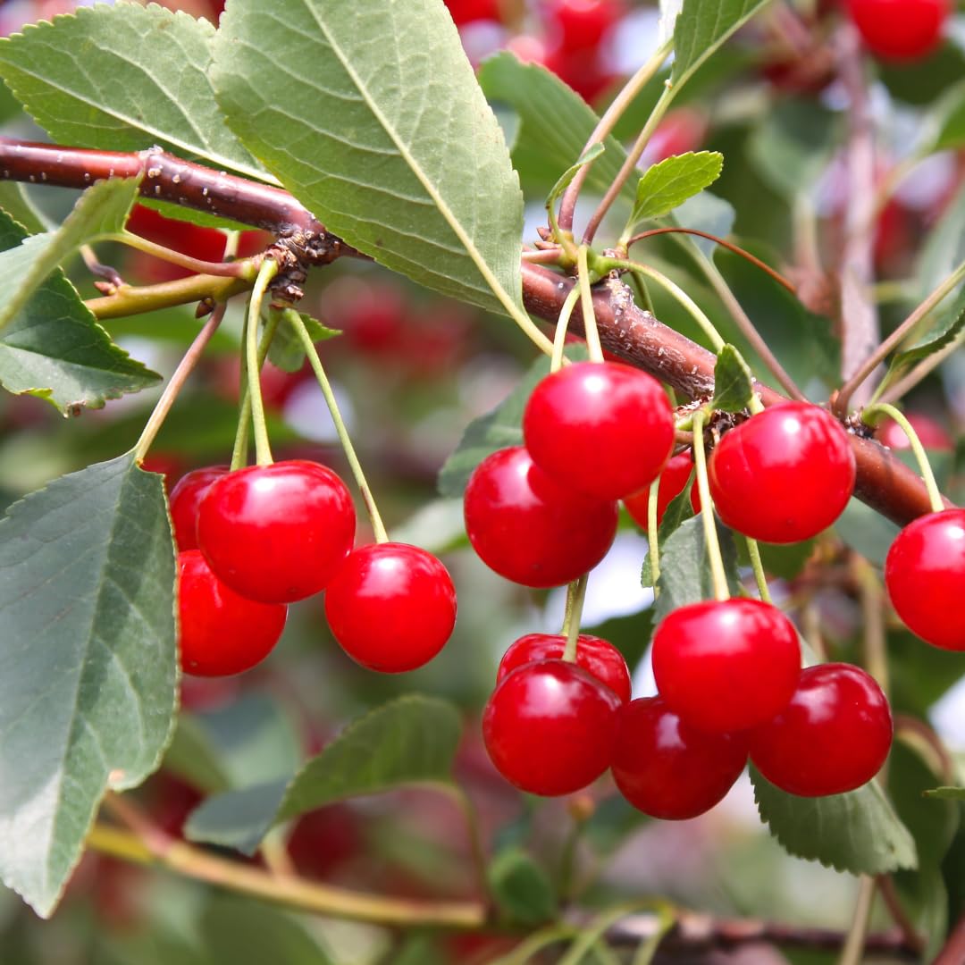 Premium 1 lb Non-GMO Tart Cherry Extract - Pure Herbal Supplement