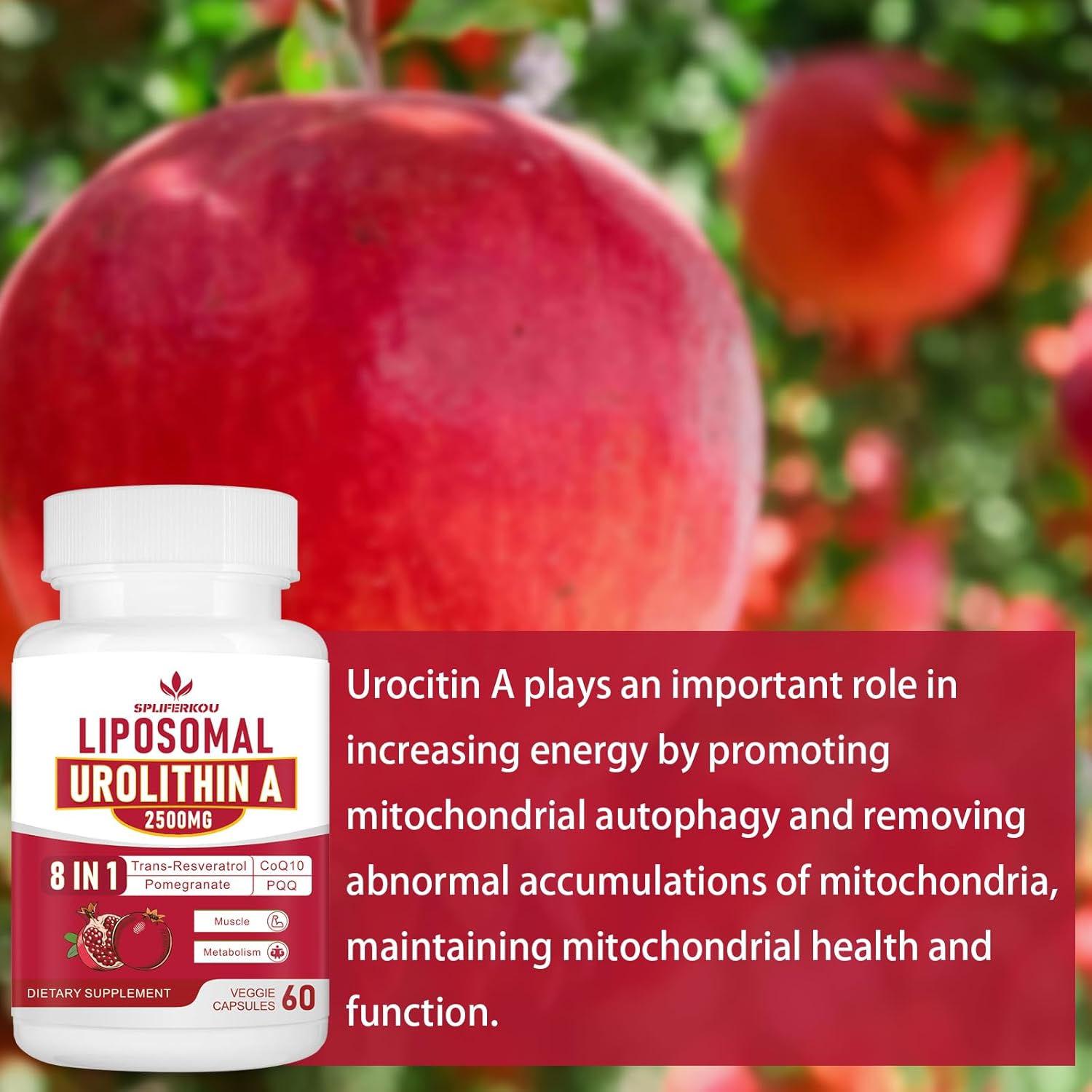 Premium Liposomal Urolithin A Supplement 2500mg with Resveratrol, CoQ10, Pomegranate Fruit Extract | Cellular Energy Boost | Gluten-Free | 60 Capsules - BoostGo Australia