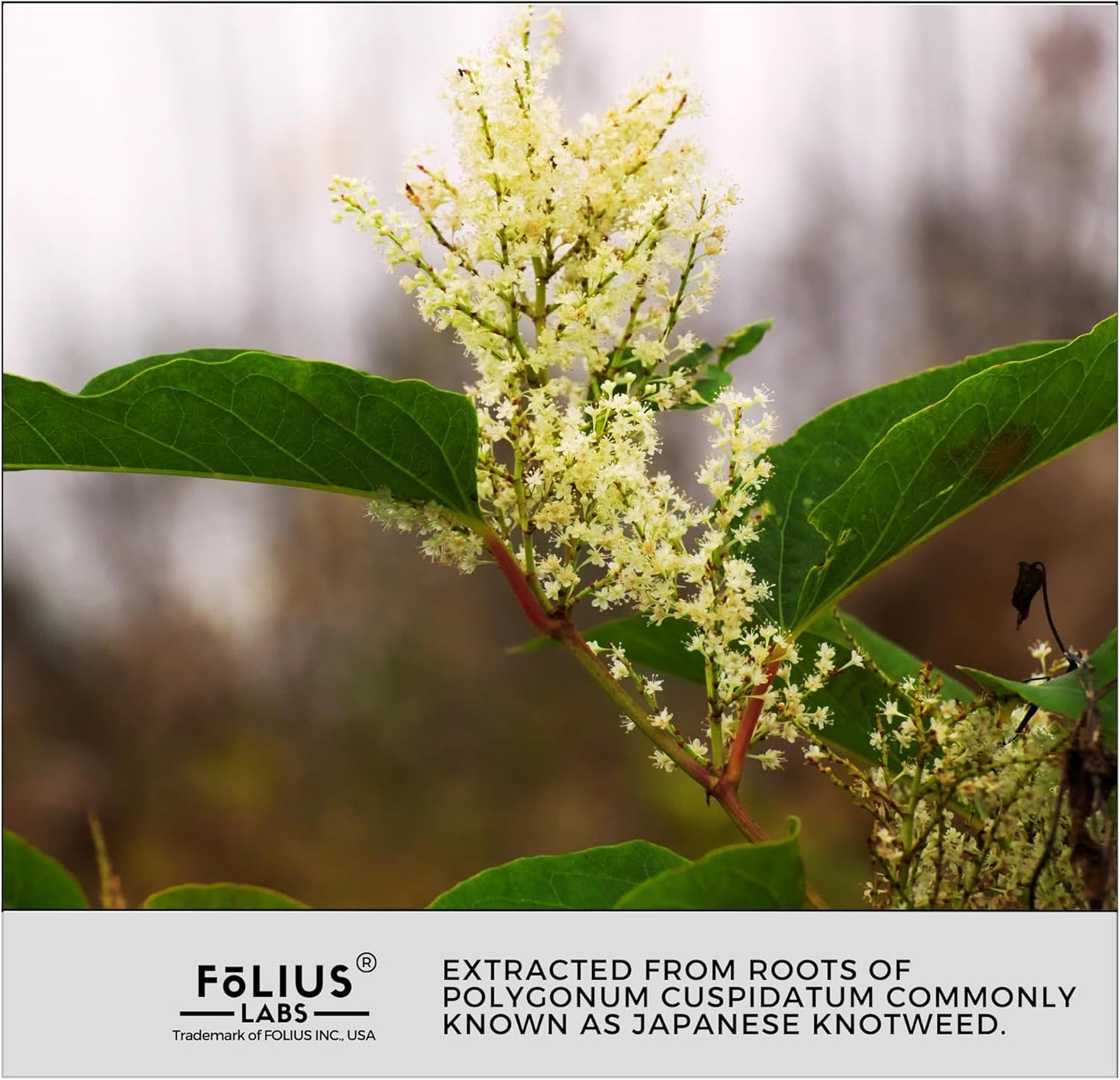 Premium Resveratrol Capsules - 99% Trans-Resveratrol - Japanese Knotweed Extract - Immune & Anti-Aging Support - 120 Capsules