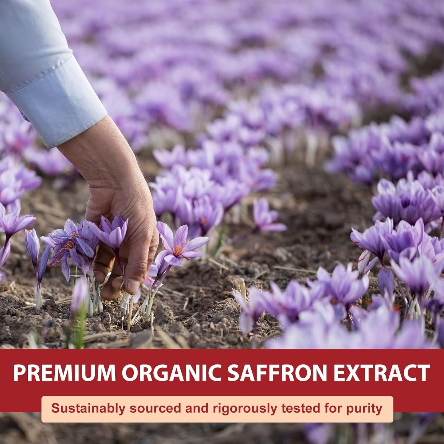 Pure Saffron Extract Capsules - 88.5mg for Mood, Energy & Eye Health - Non-GMO, Gluten-Free - 120 Vegan Capsules