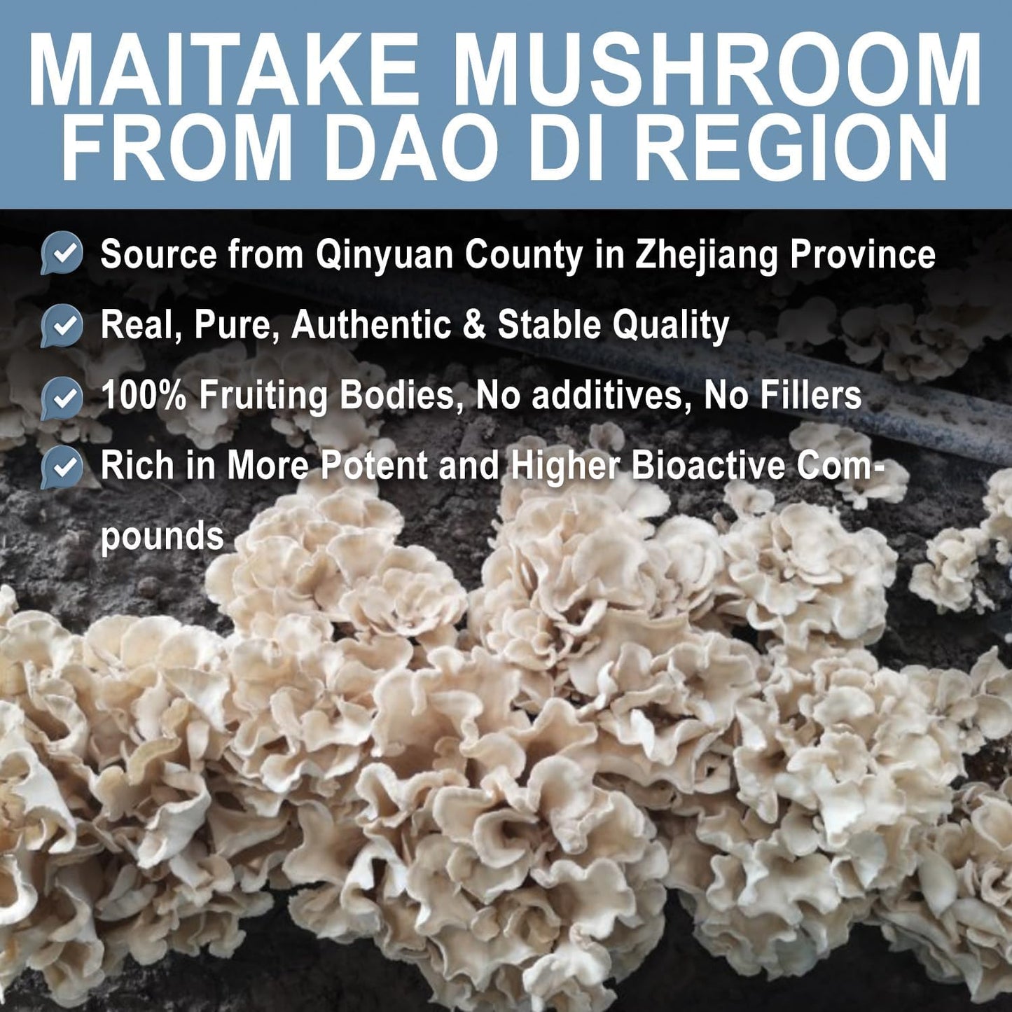 QIN SHAN TANG Maitake Mushroom Extract Powder - 100g, High Beta-glucans for Immune Support, Fruiting Body Supplement for Coffee & Smoothies