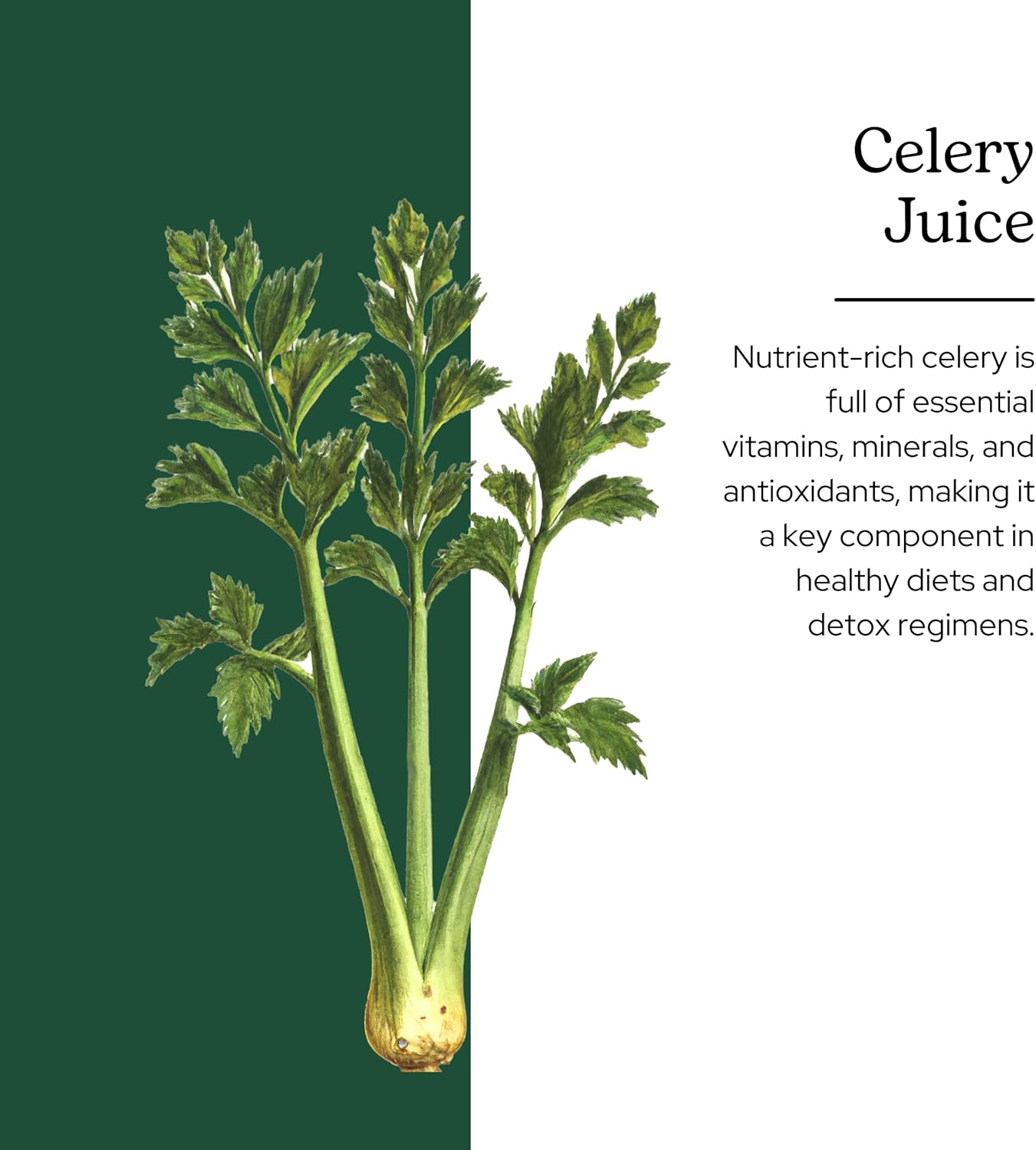 Raw Fresh Freeze-Dried Celery Whole Food Powder by Eclectic Institute - 3.2 oz (90 g)