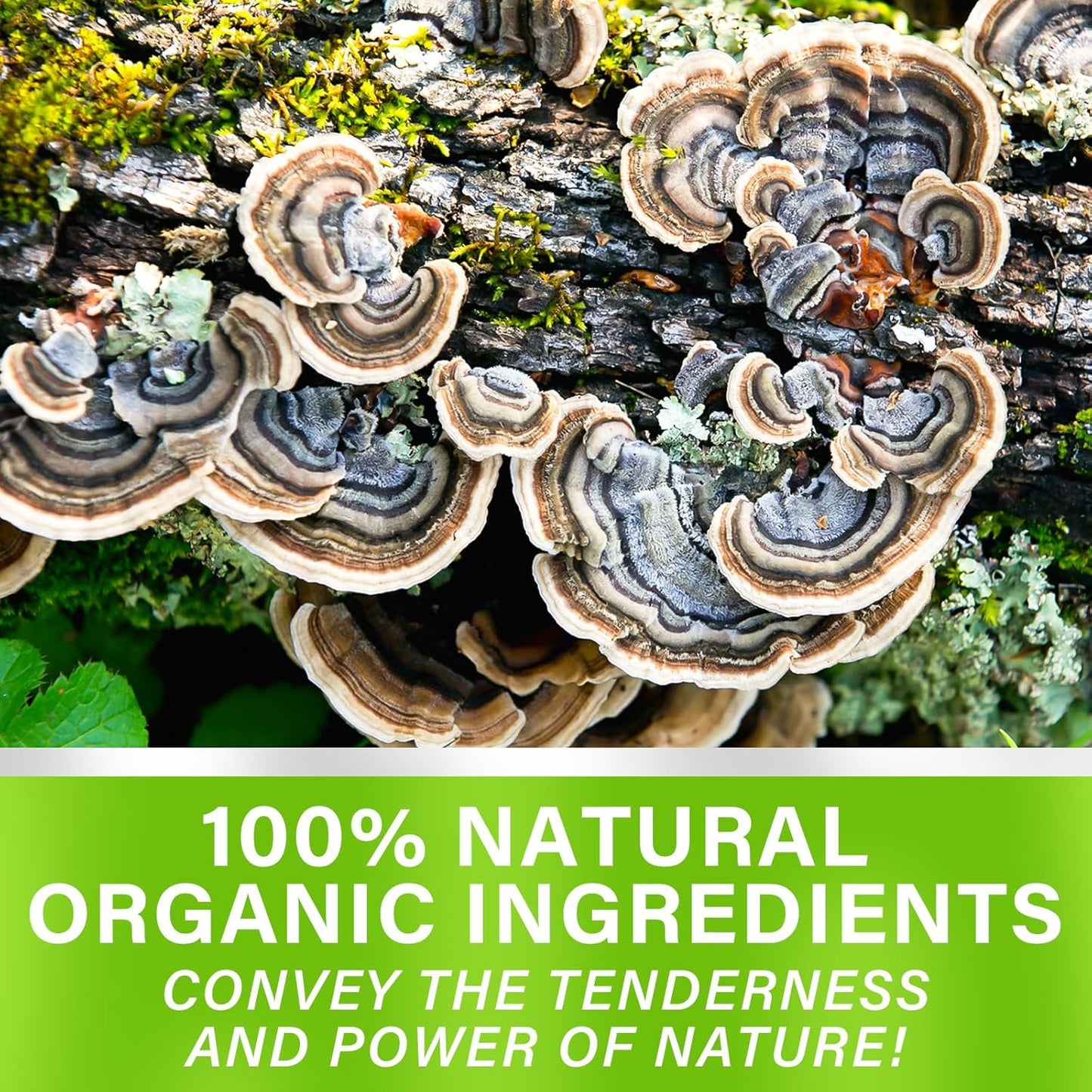 Real Mushrooms Turkey Tail Extract Tincture - 2 Fl Oz for Immune & Digestive Support
