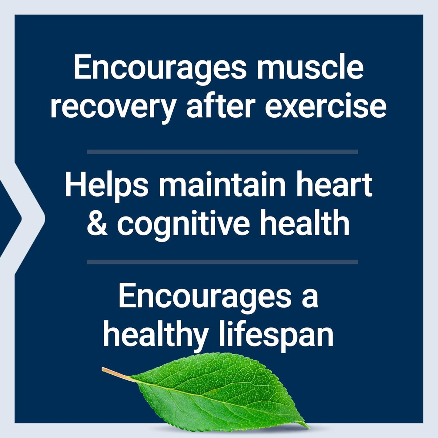 Senolytic Activator Supplement with Quercetin, Fisetin, Taurine for Immune Support & Longevity - Vegetarian Capsules