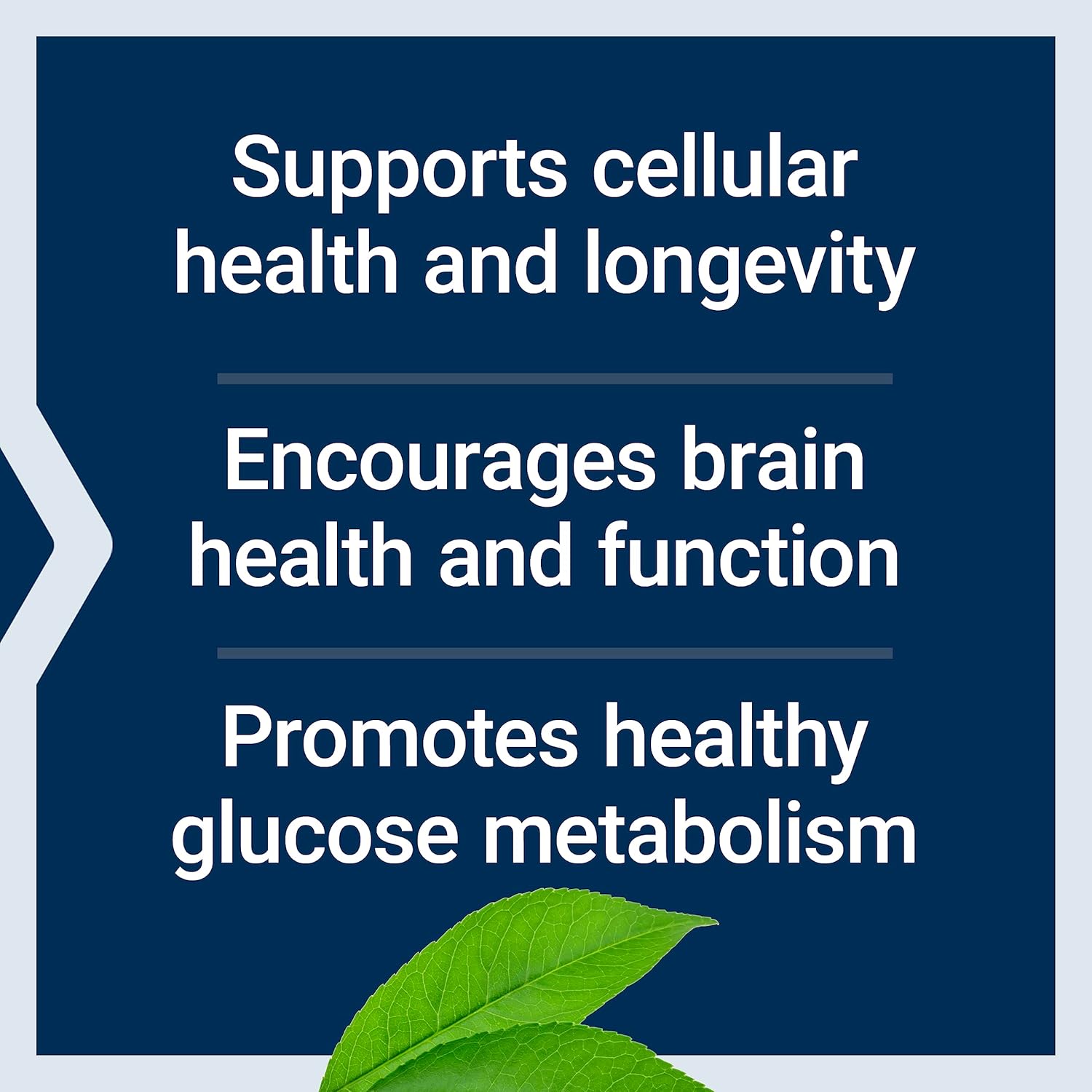 Senolytic Activator with Quercetin, Fisetin, & Bio-Fisetin Capsules for Immune Support, Anti-Aging, Longevity, Cellular & Cognitive Health