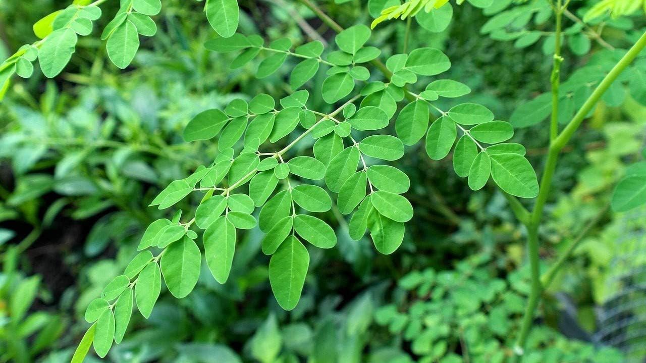 Sewanti Organic Moringa Powder 200g - Rich in Essential Nutrients and Antioxidants for Health Support