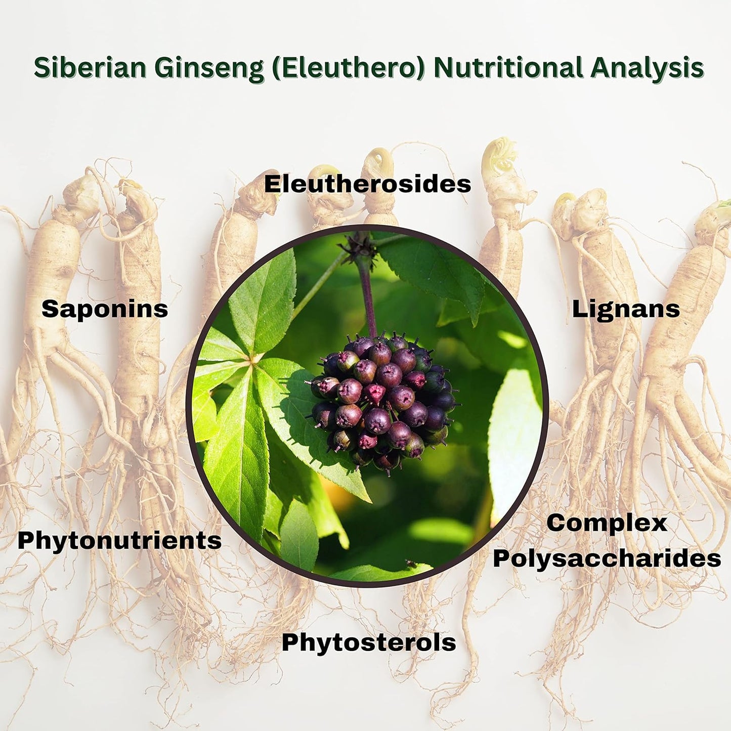 Siberian Ginseng Powder 4:1 Extract - 4oz Non-GMO Eleuthero Root Extract - 4X Strength
