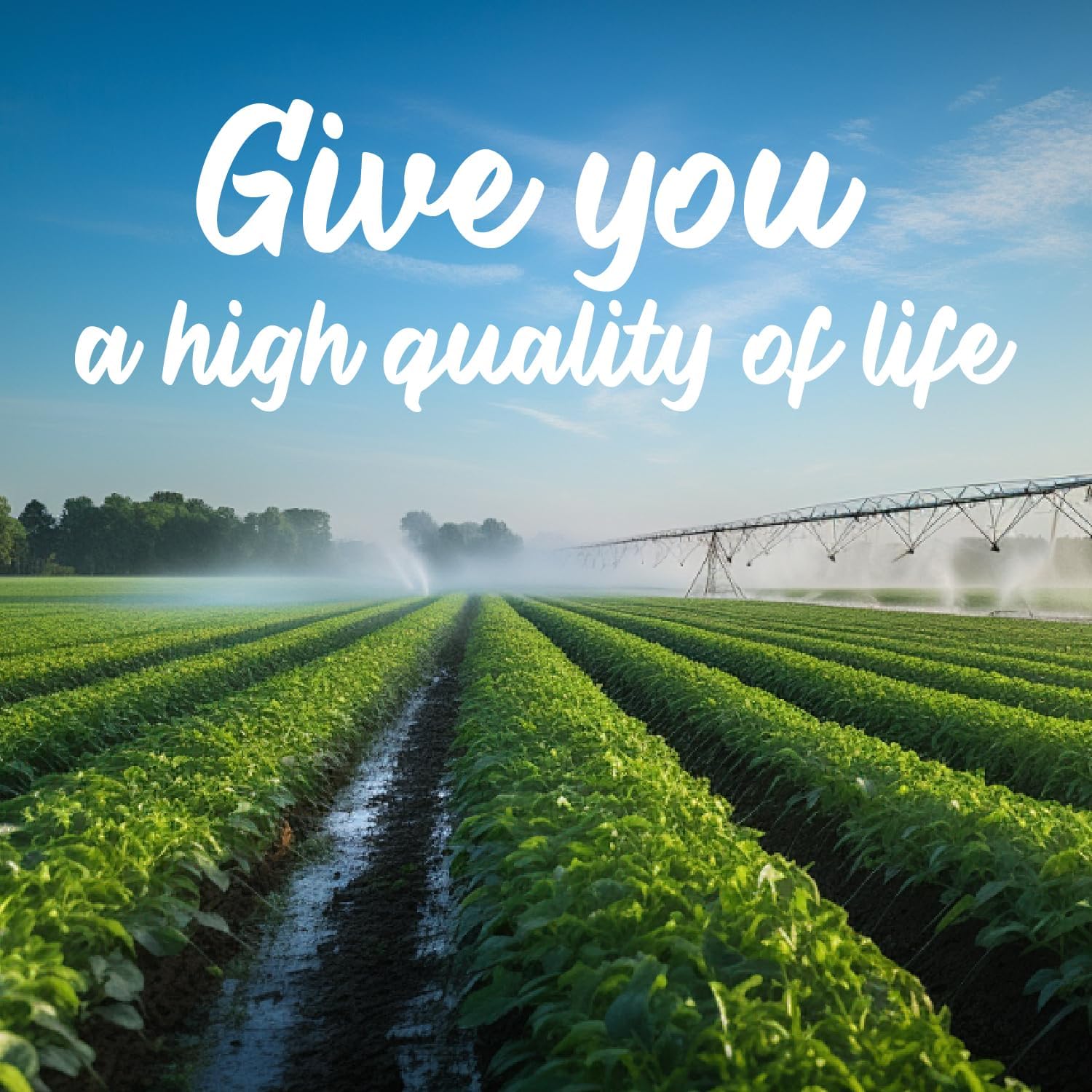 Skin Health Supplement with Folic Acid & B Vitamins - 30 Count Pack for Digestion & Energy Production