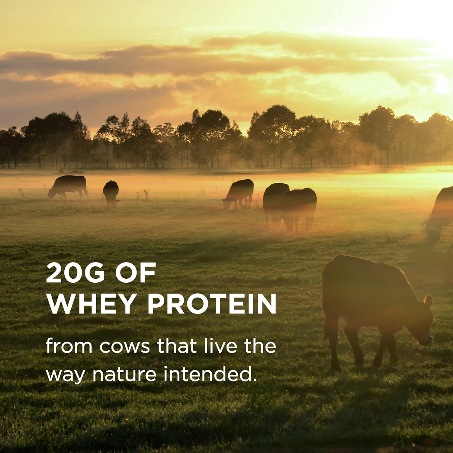 Solgar Grass-Fed Whey Protein Powder Vanilla Flavor, 2lb - 20g Protein from New Zealand Cows - Supports Strength & Recovery - 36 Servings