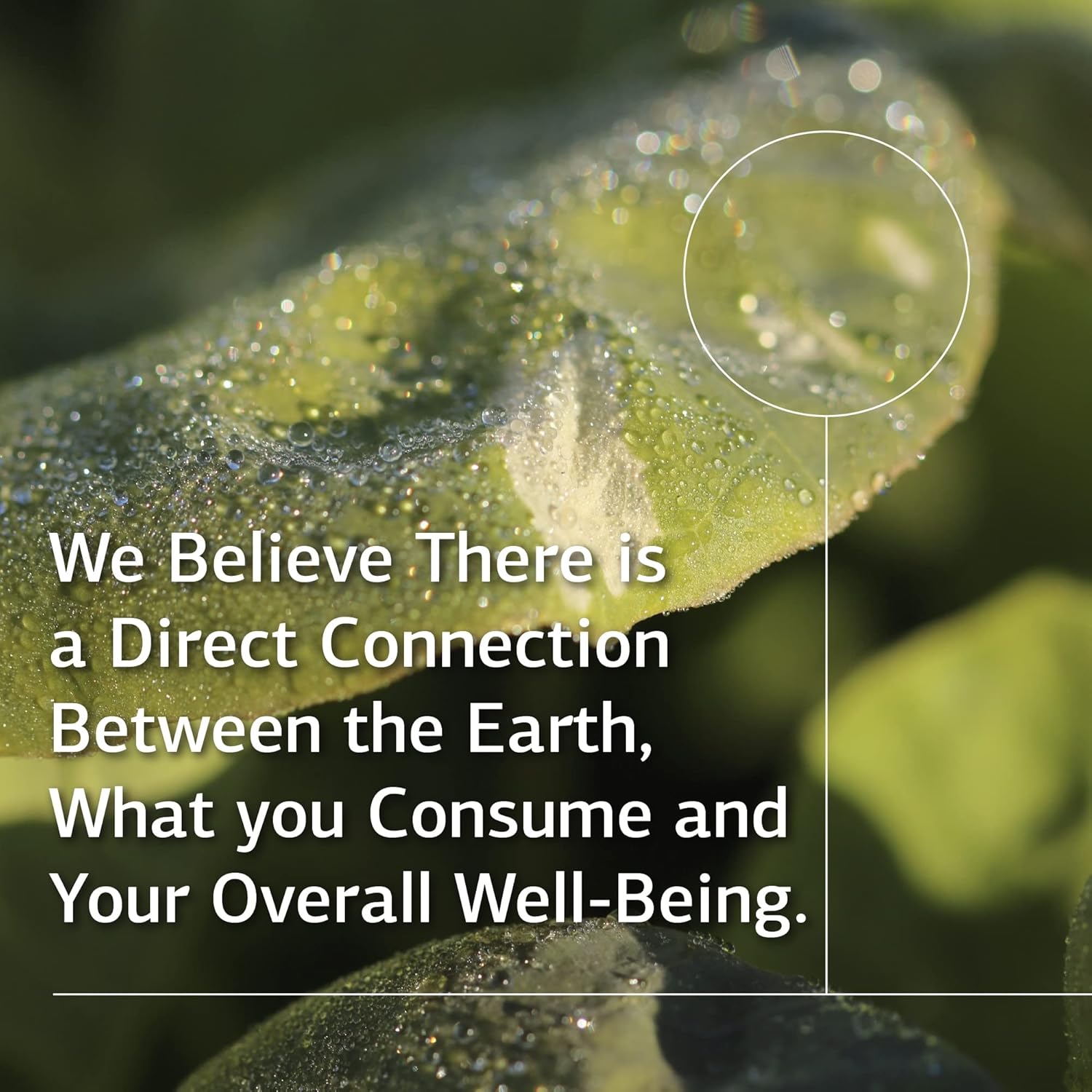 Standard Process Cataplex B - Whole Food Formula for Heart Health, Metabolism, and Cholesterol - 360 Tablets